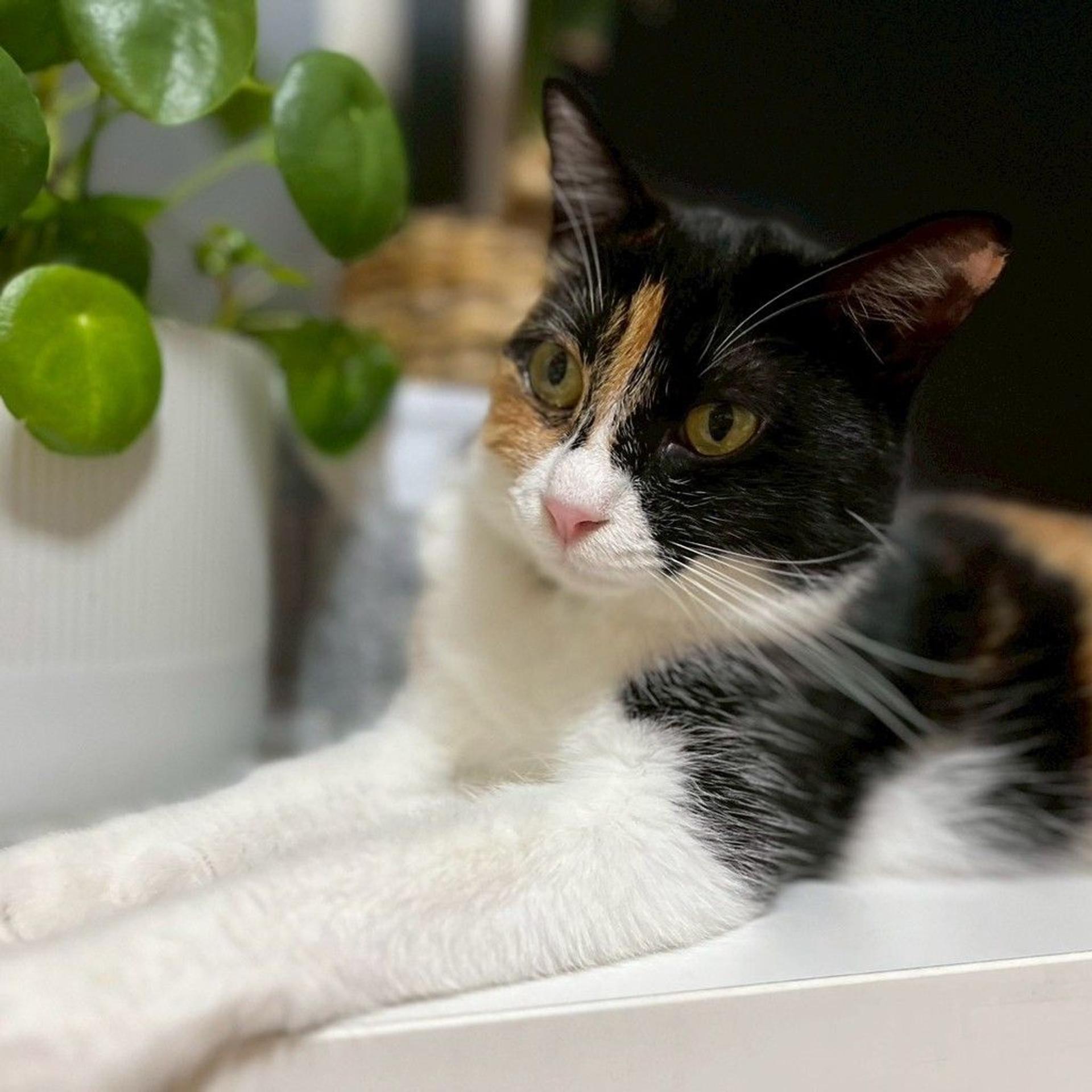 pet-image-8