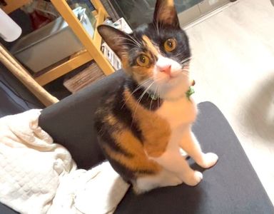 モル