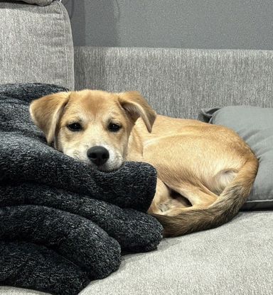 雑種（ミックス犬）・オスの里親募集の写真