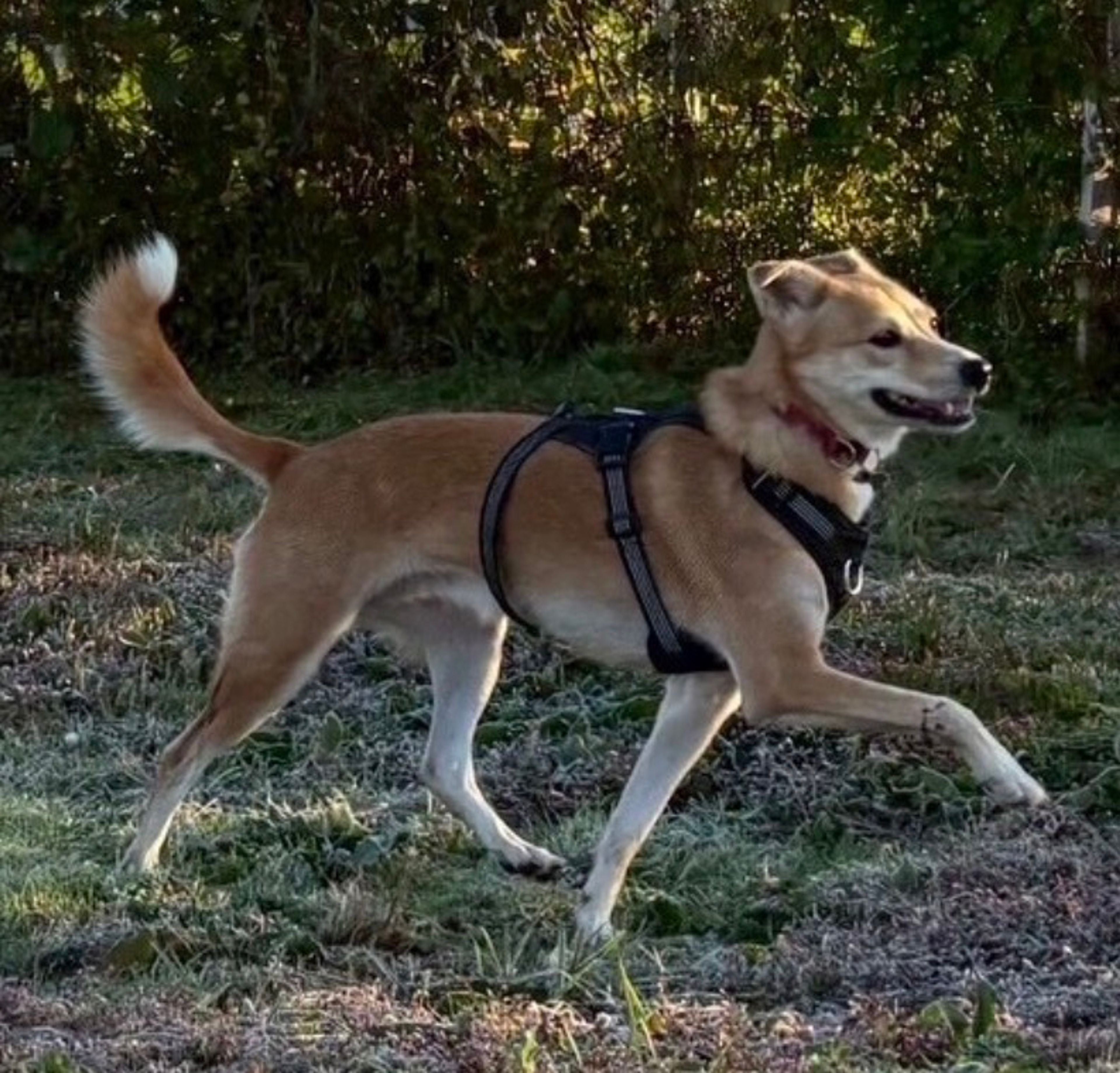 pet-image-5