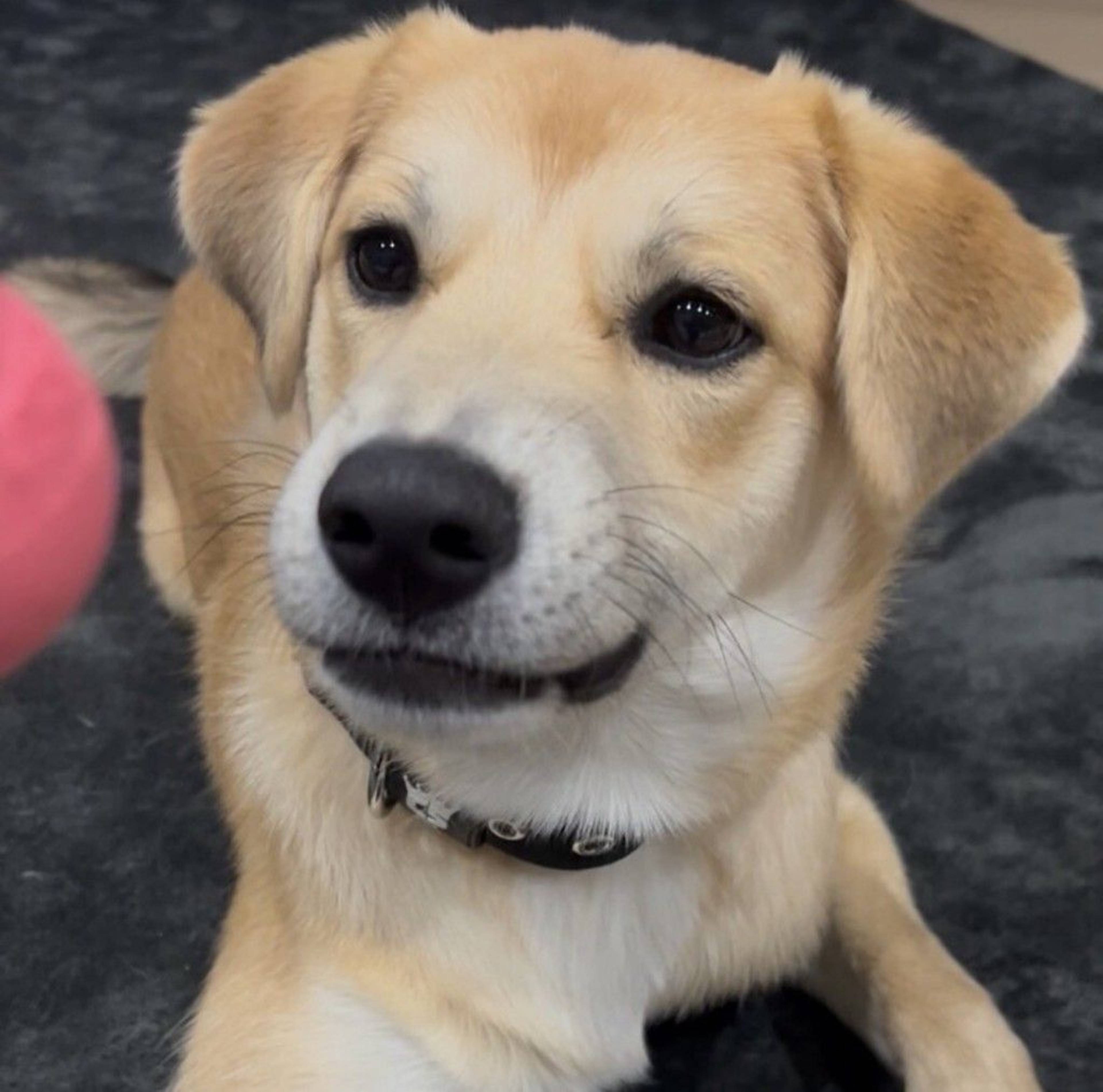 雑種（ミックス犬）・オスの里親募集の写真
