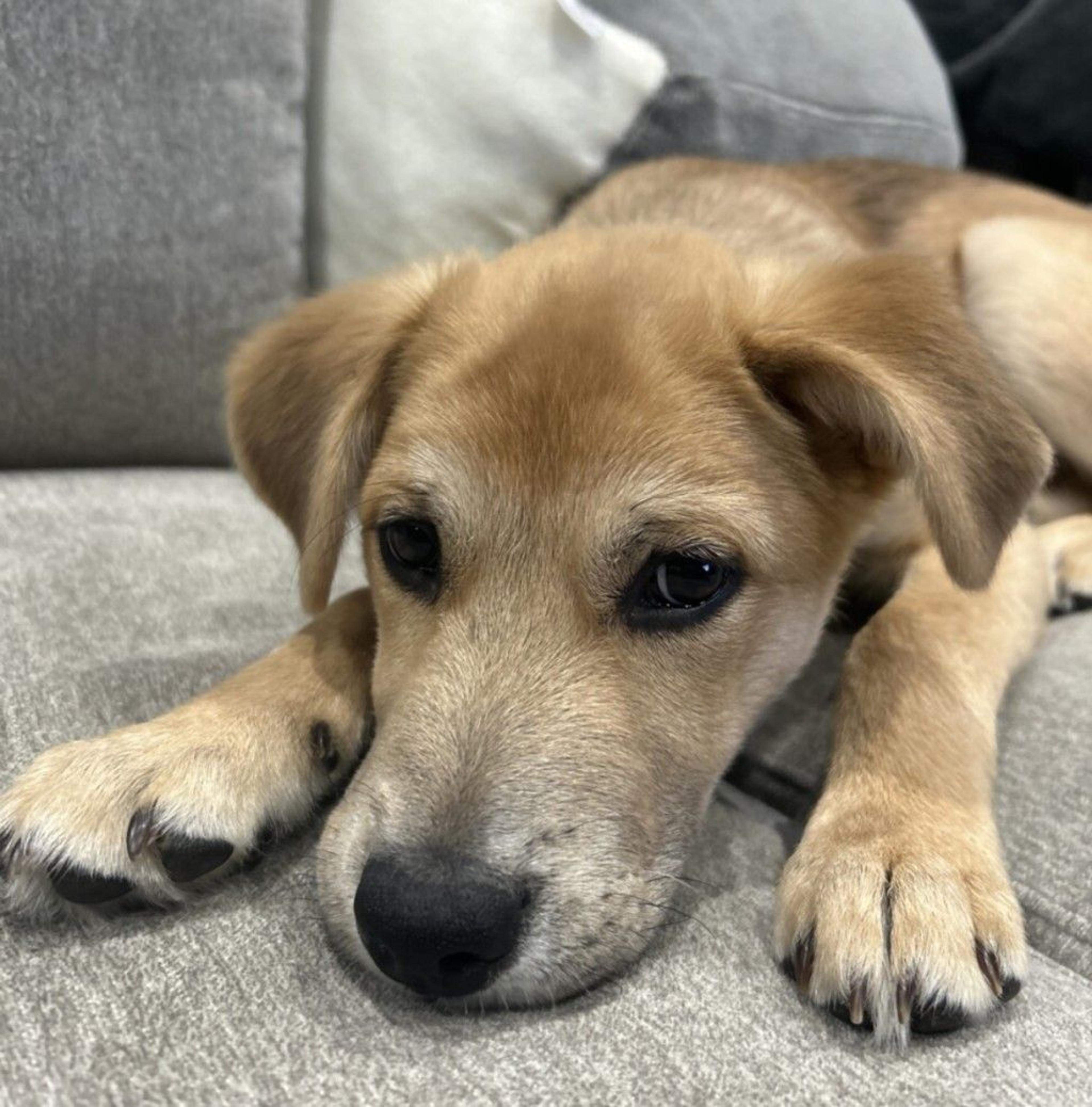 pet-image-4