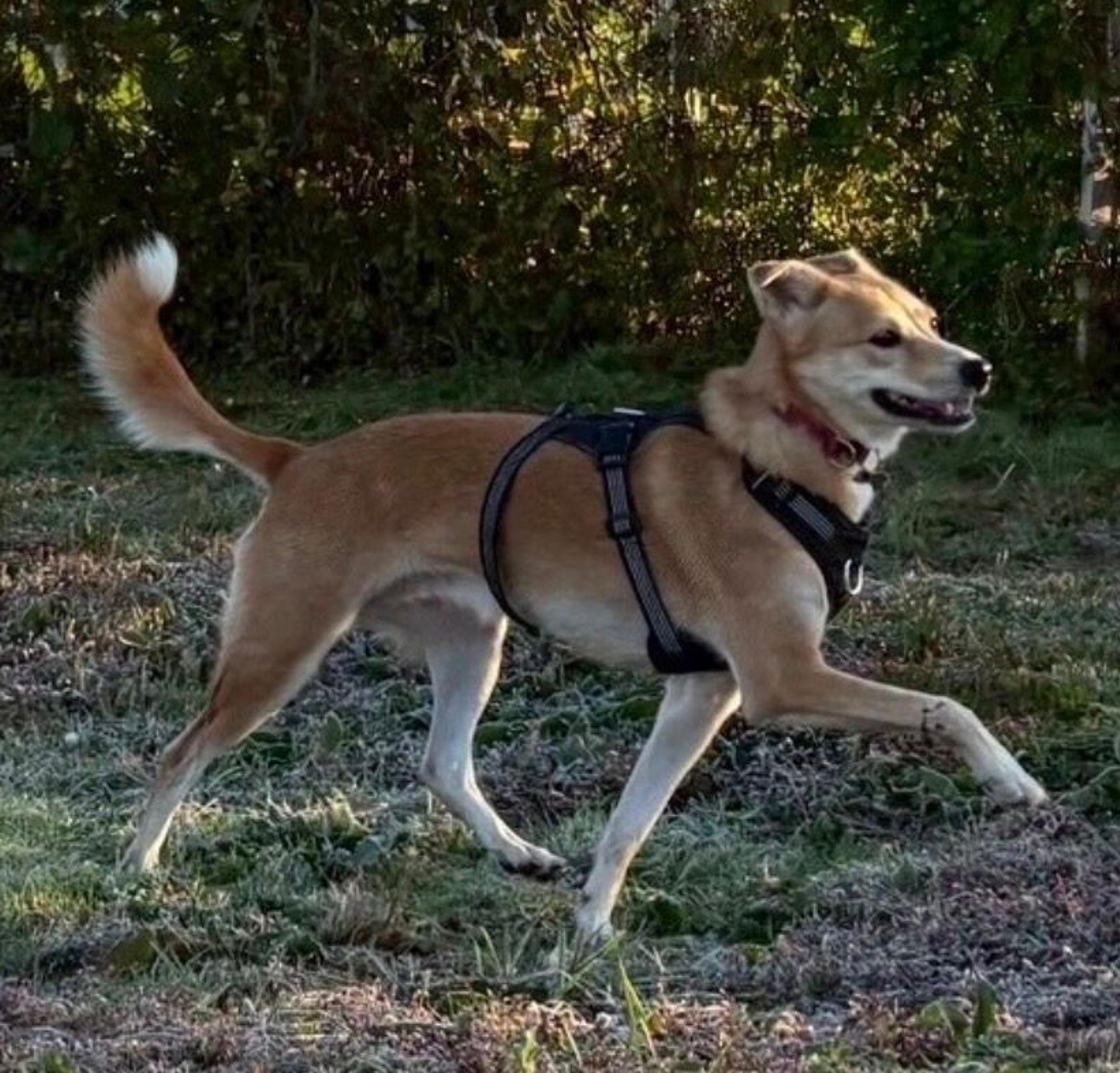 pet-image-5