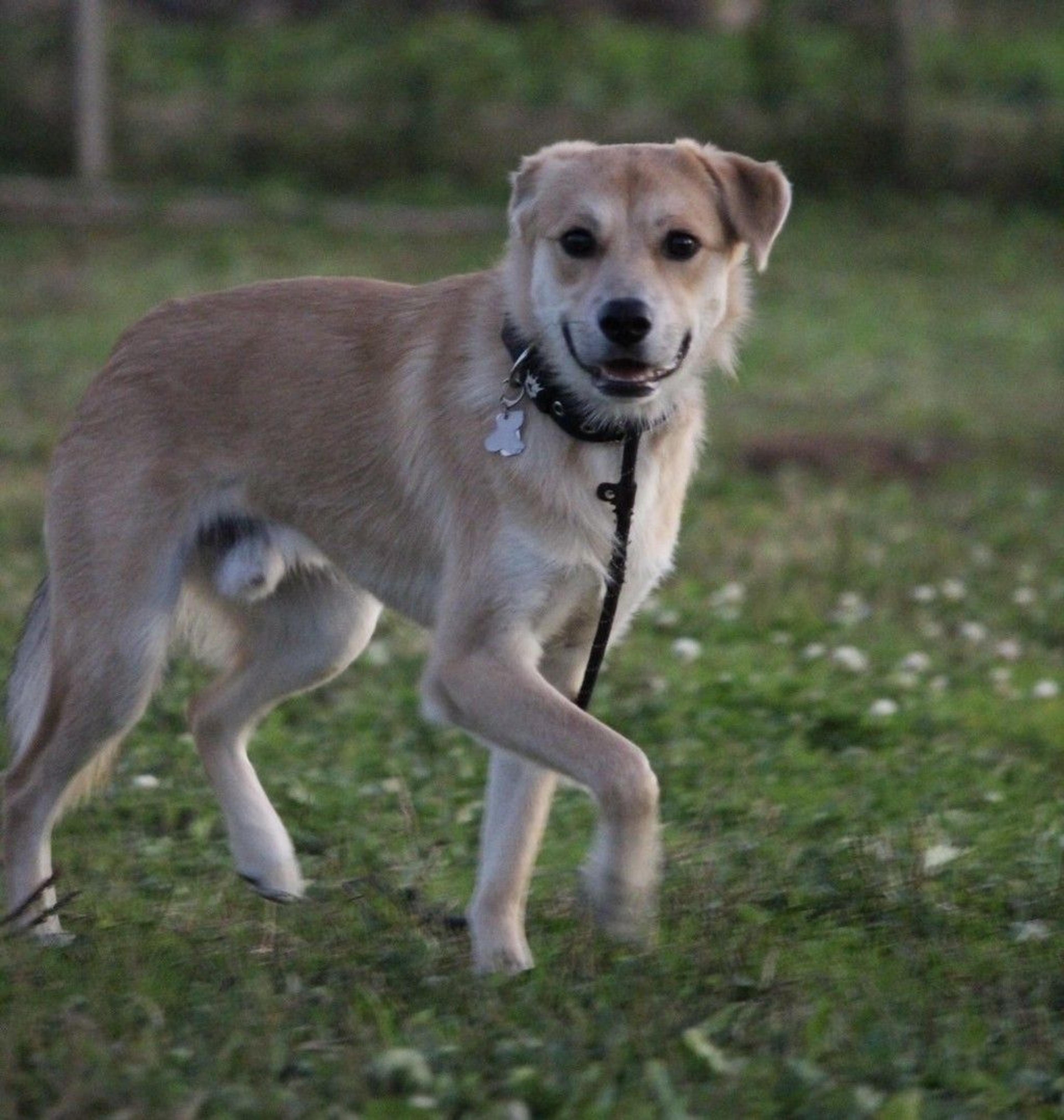 pet-image-8