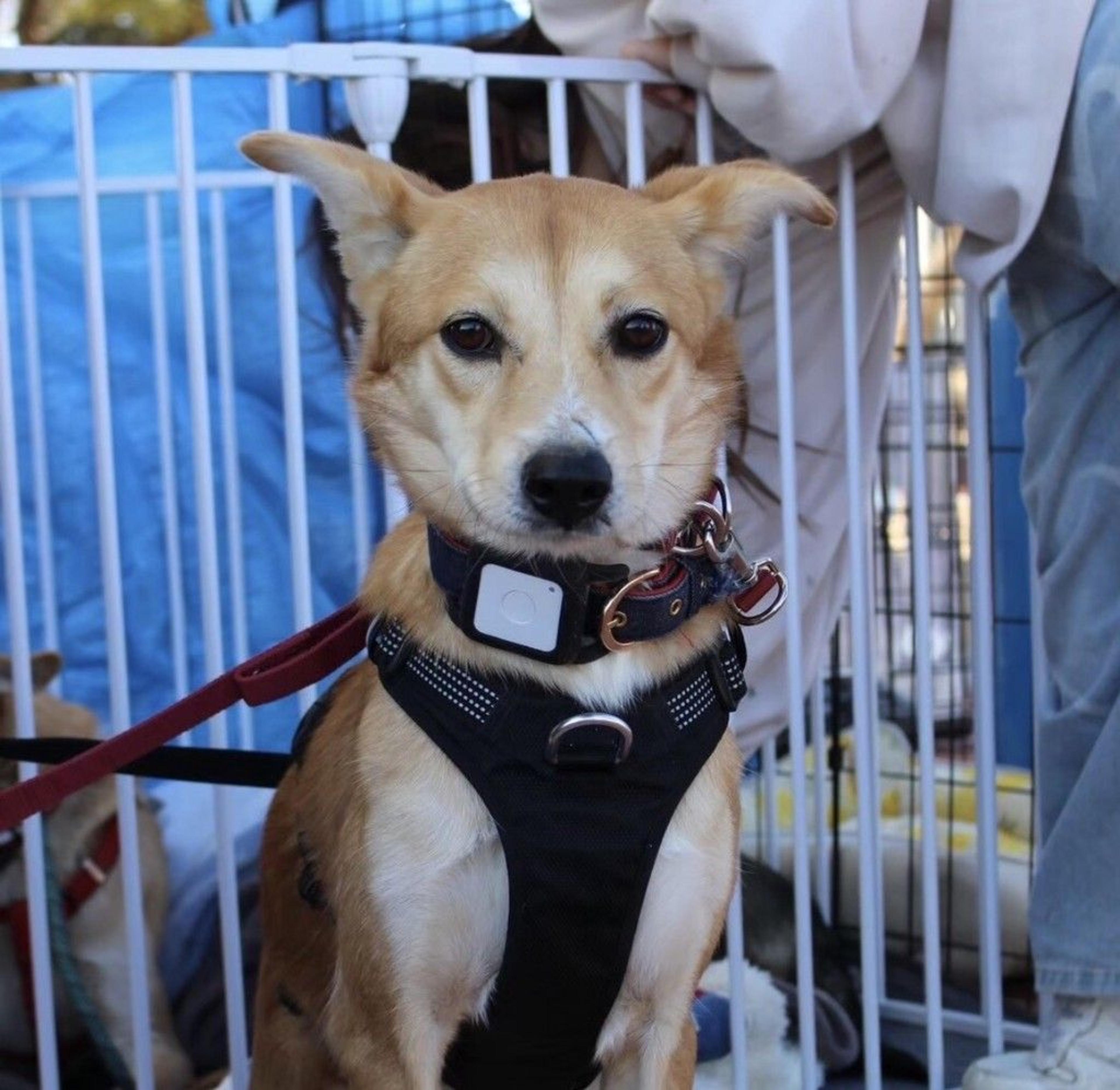 pet-image-10