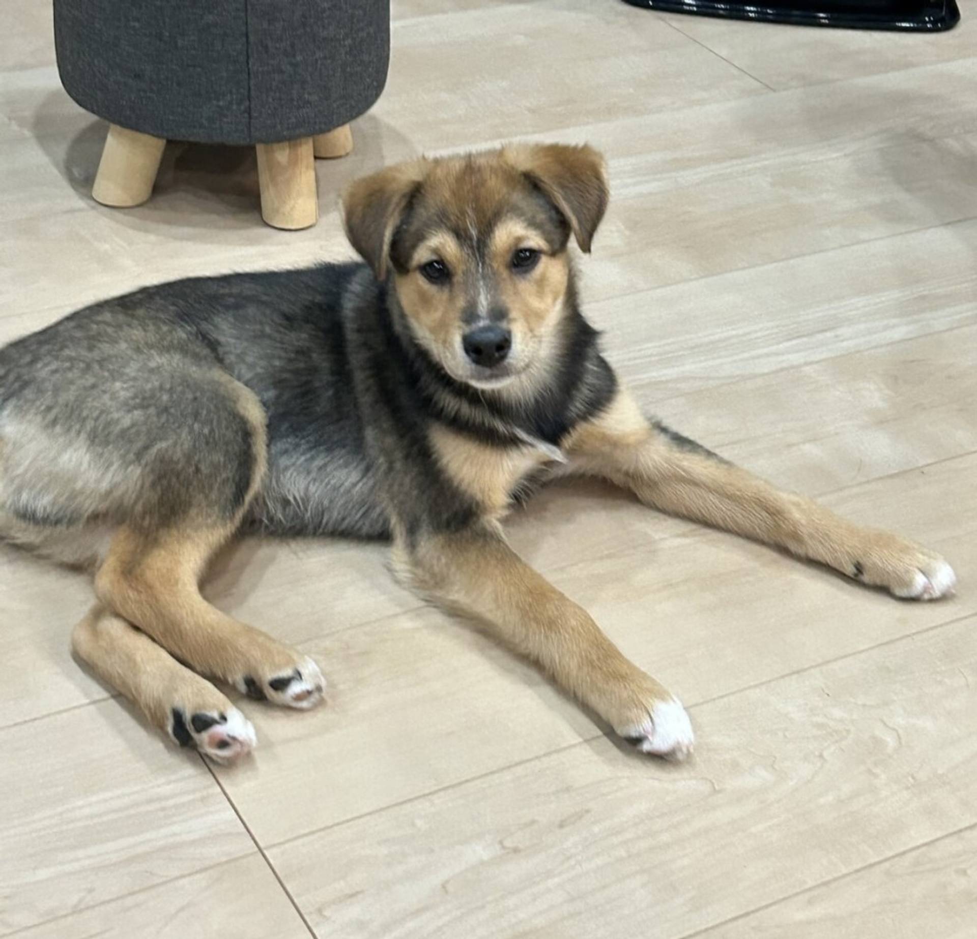 雑種（ミックス犬）・オスの里親募集の写真