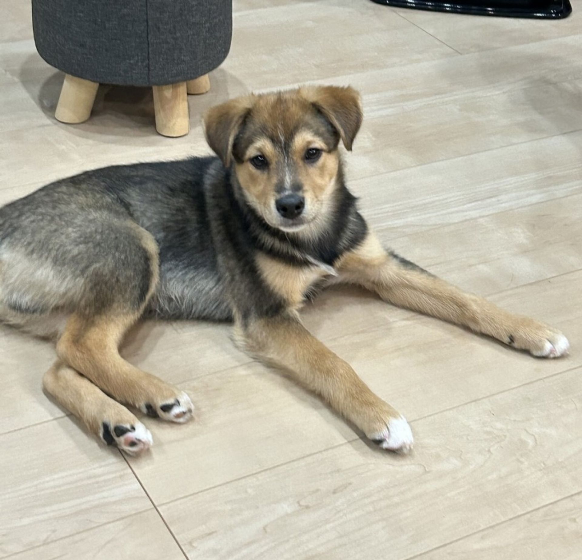 雑種（ミックス犬）・オスの里親募集の写真