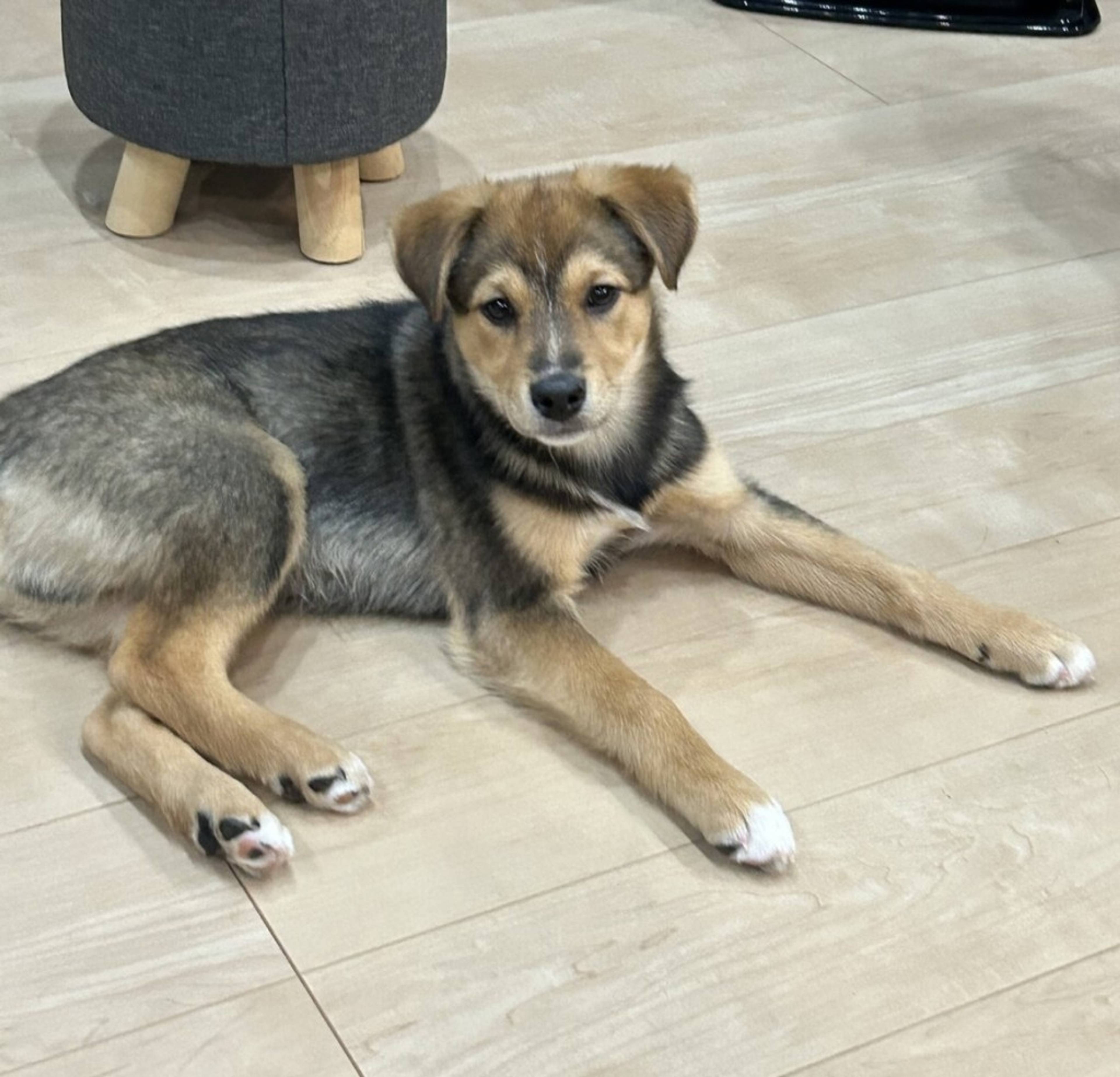 雑種（ミックス犬）・オスの里親募集の写真