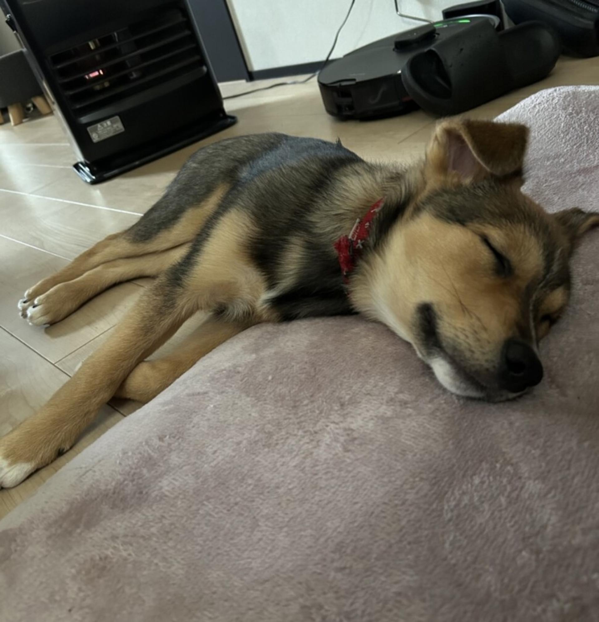 pet-image-7