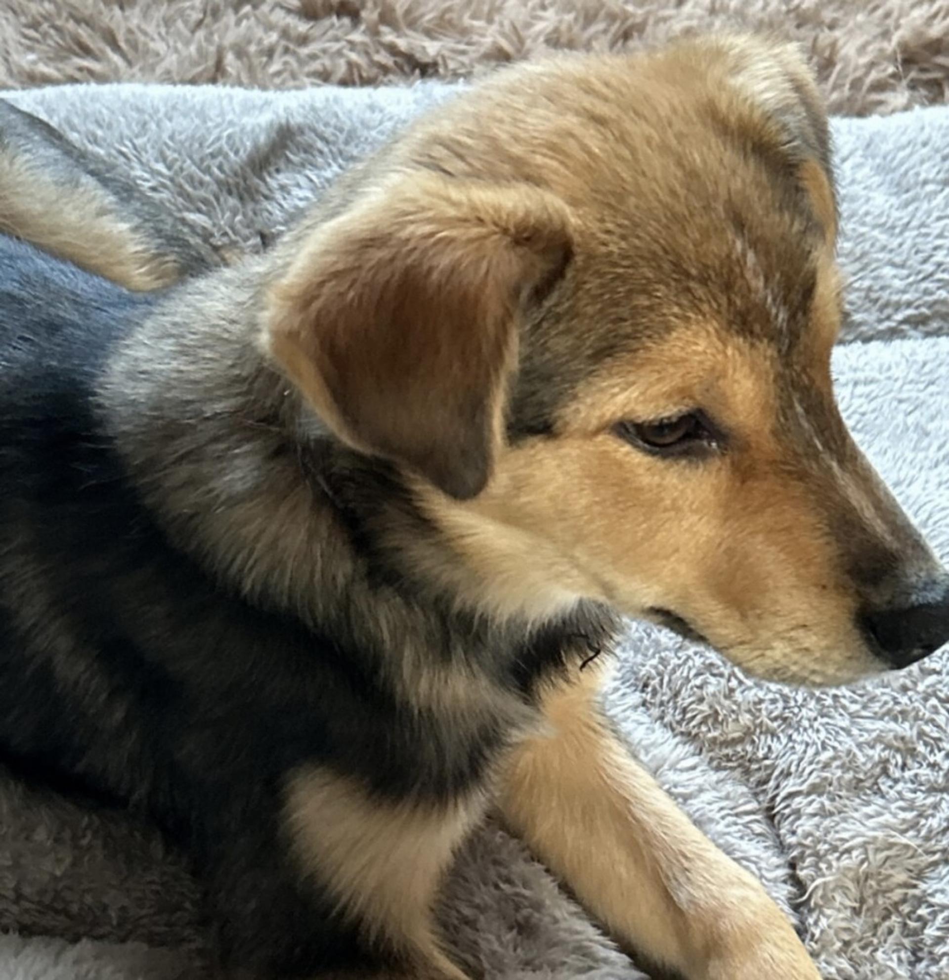 pet-image-4