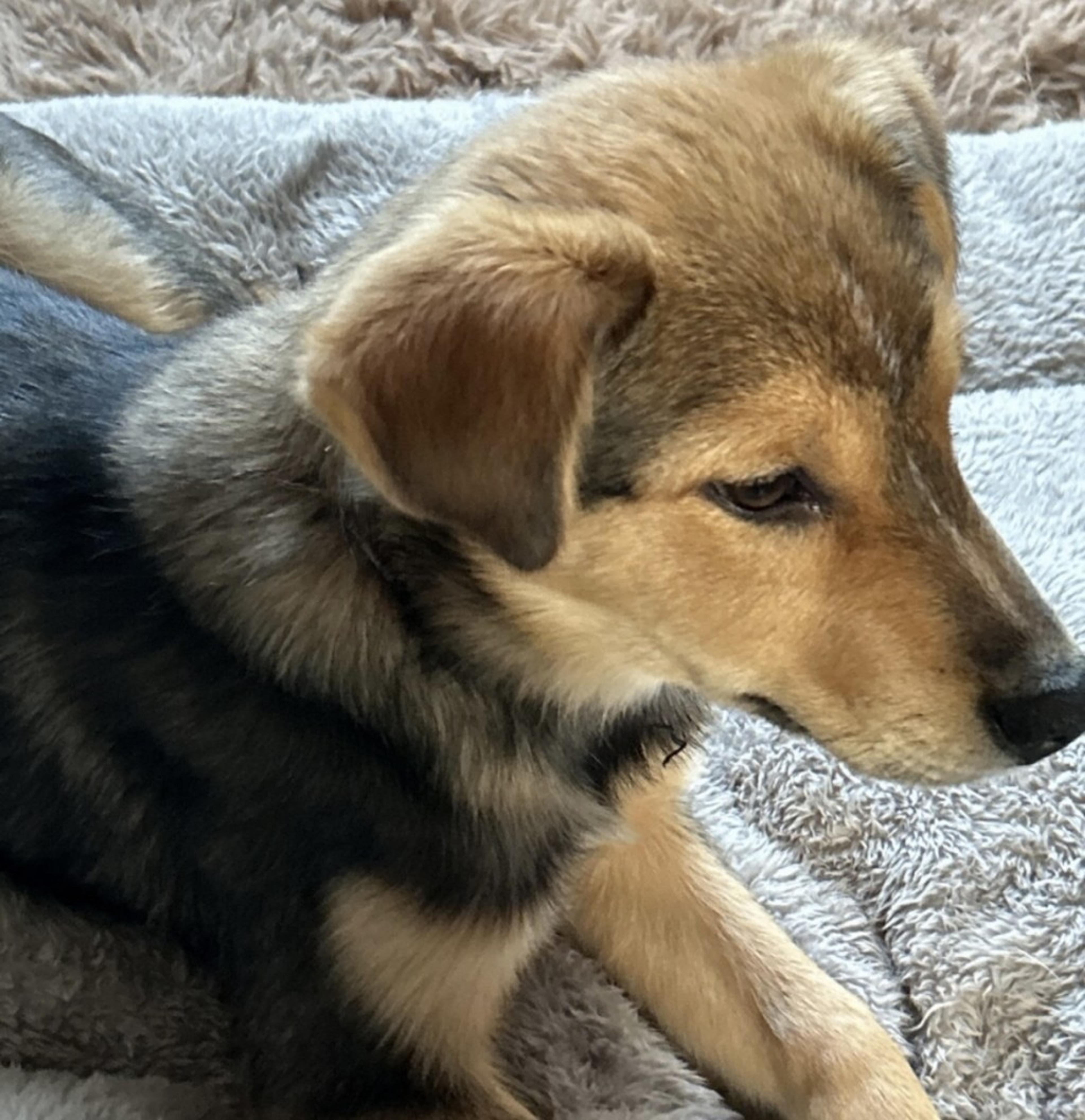pet-image-4