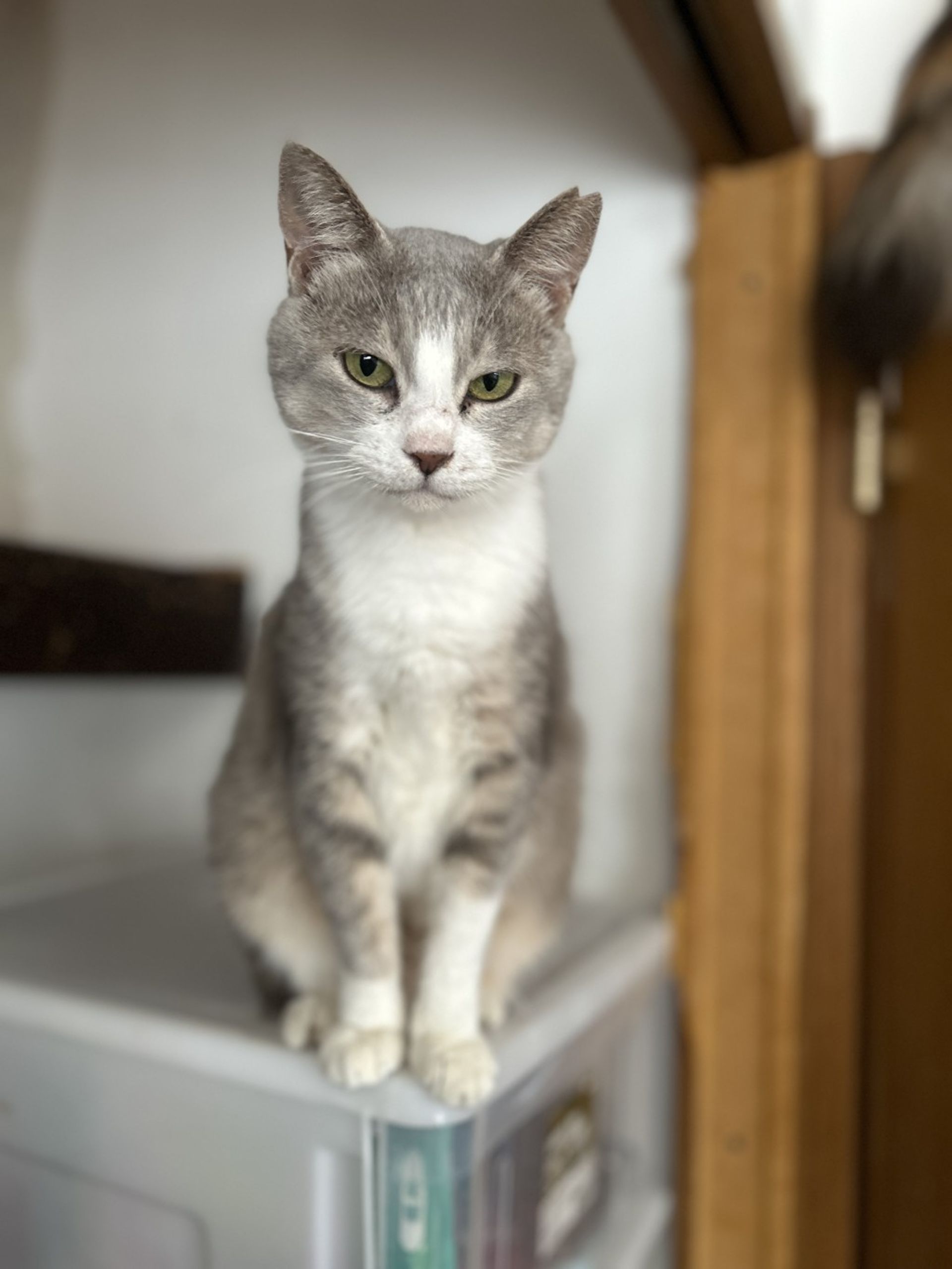 雑種（ミックス猫）・メスの里親募集の写真