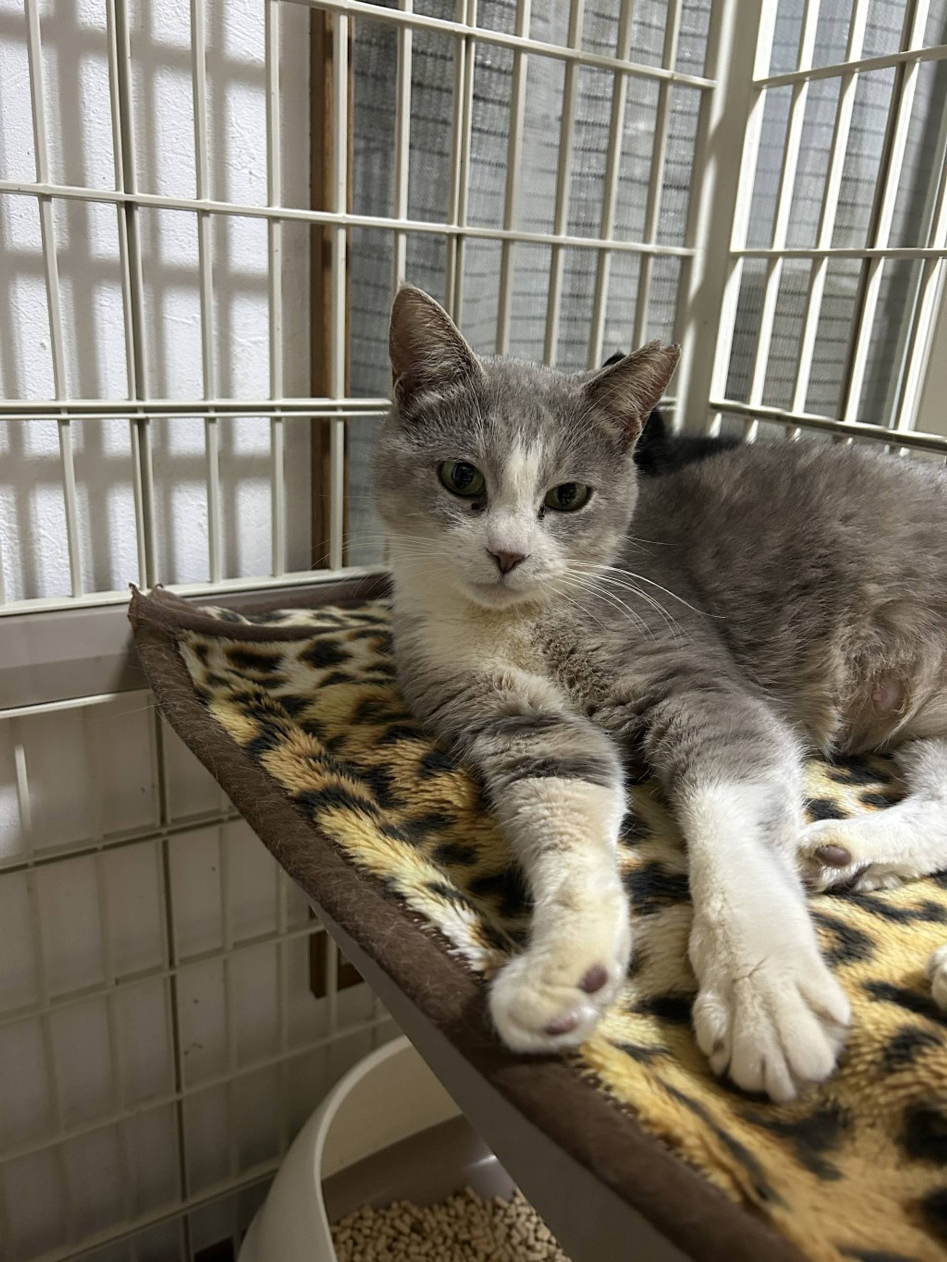 雑種（ミックス猫）・メスの里親募集の写真