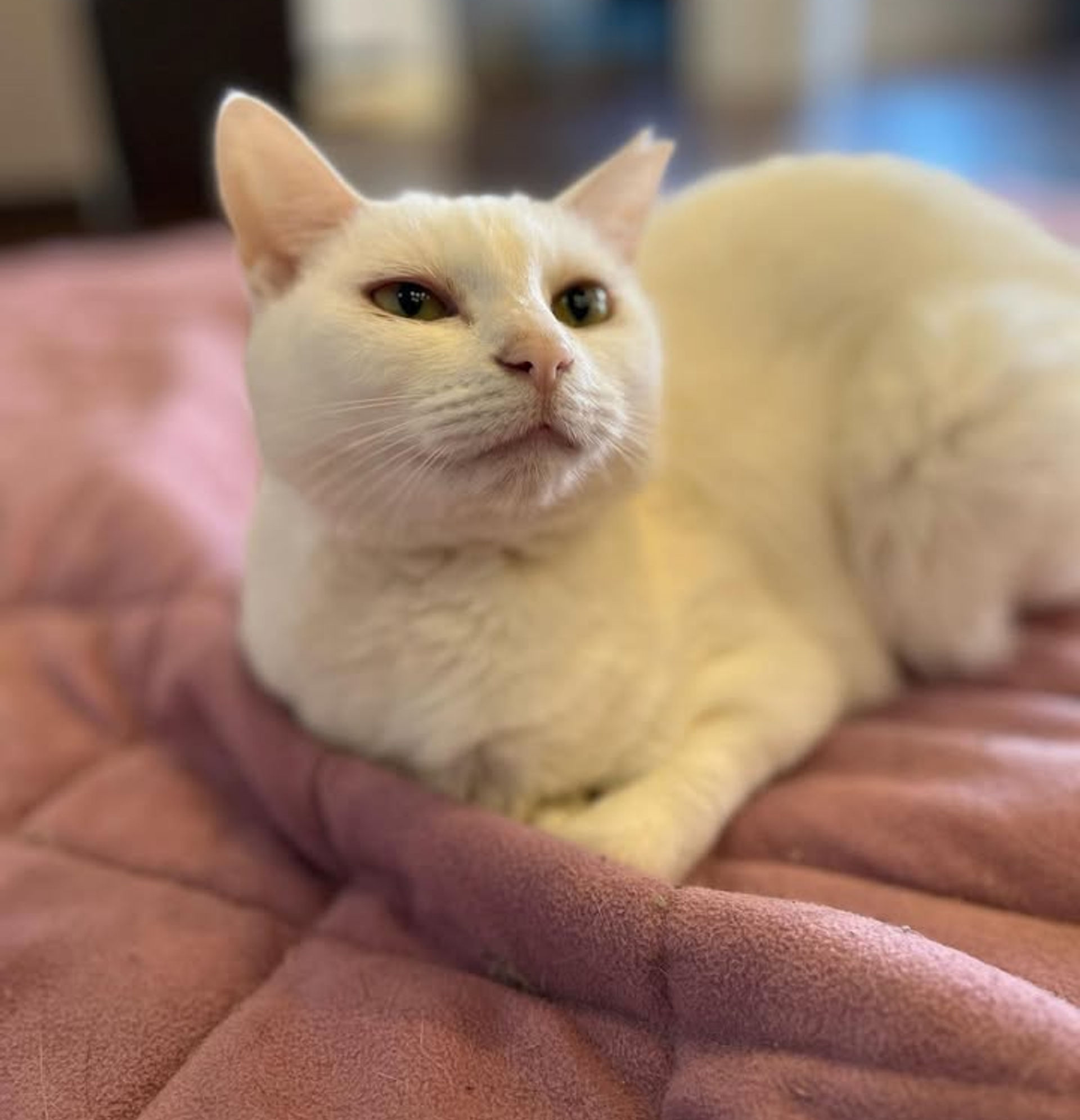 雑種（ミックス猫）・メスの里親募集の写真