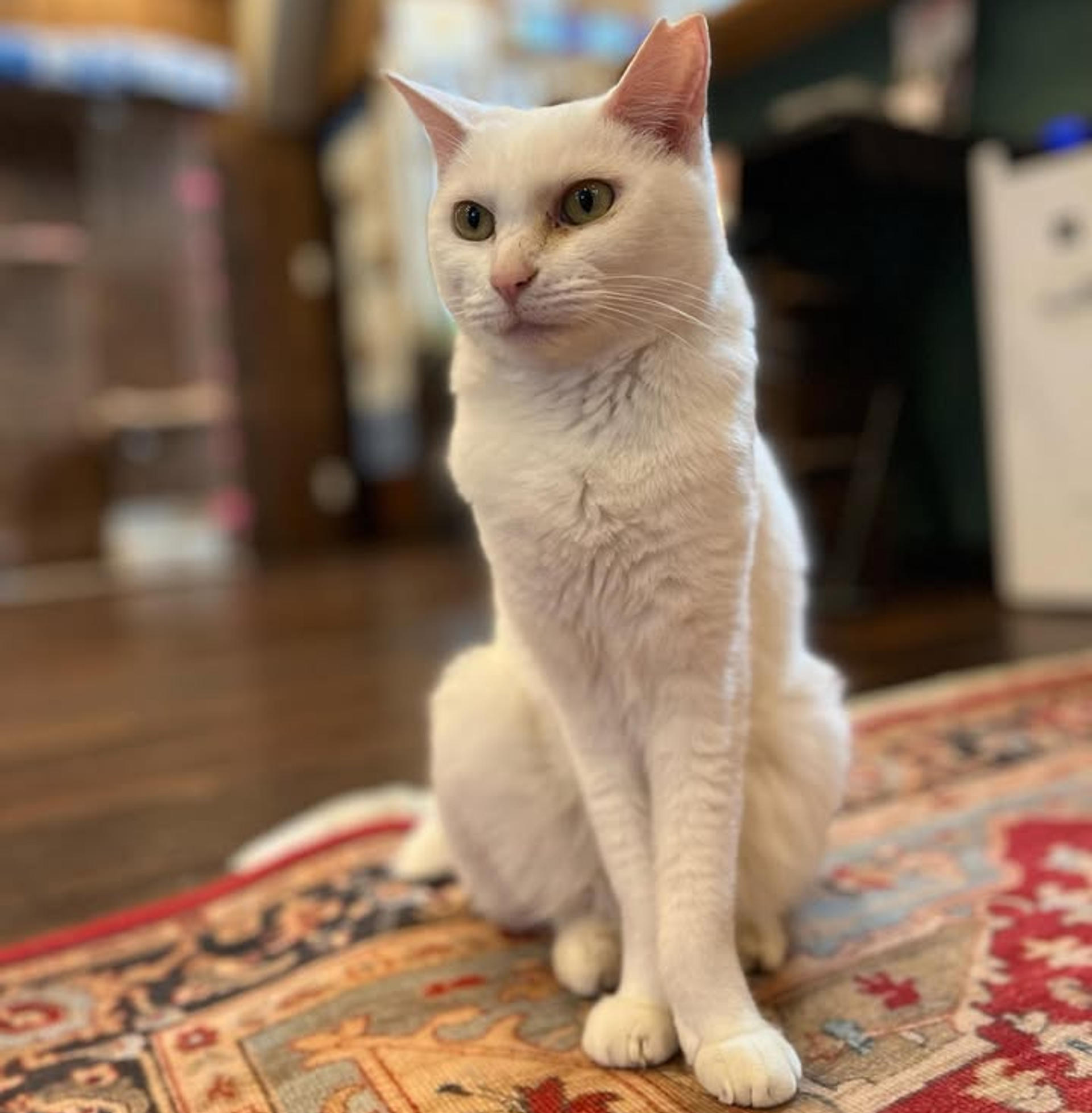 pet-image-2