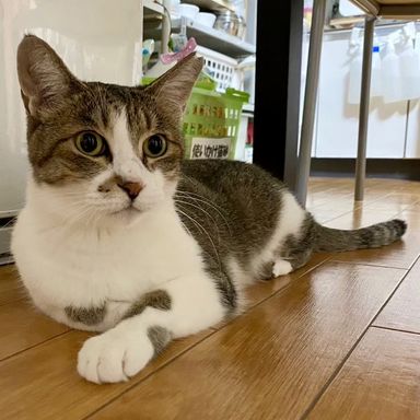 シマ