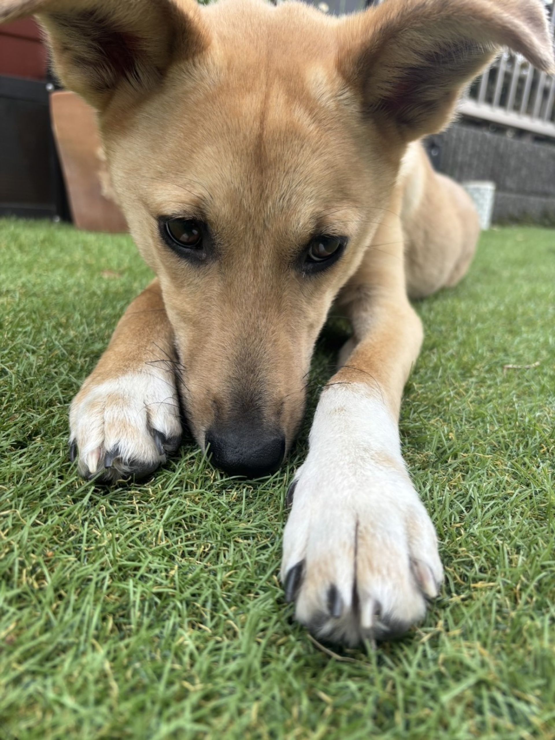 雑種（ミックス犬）・オスの里親募集の写真