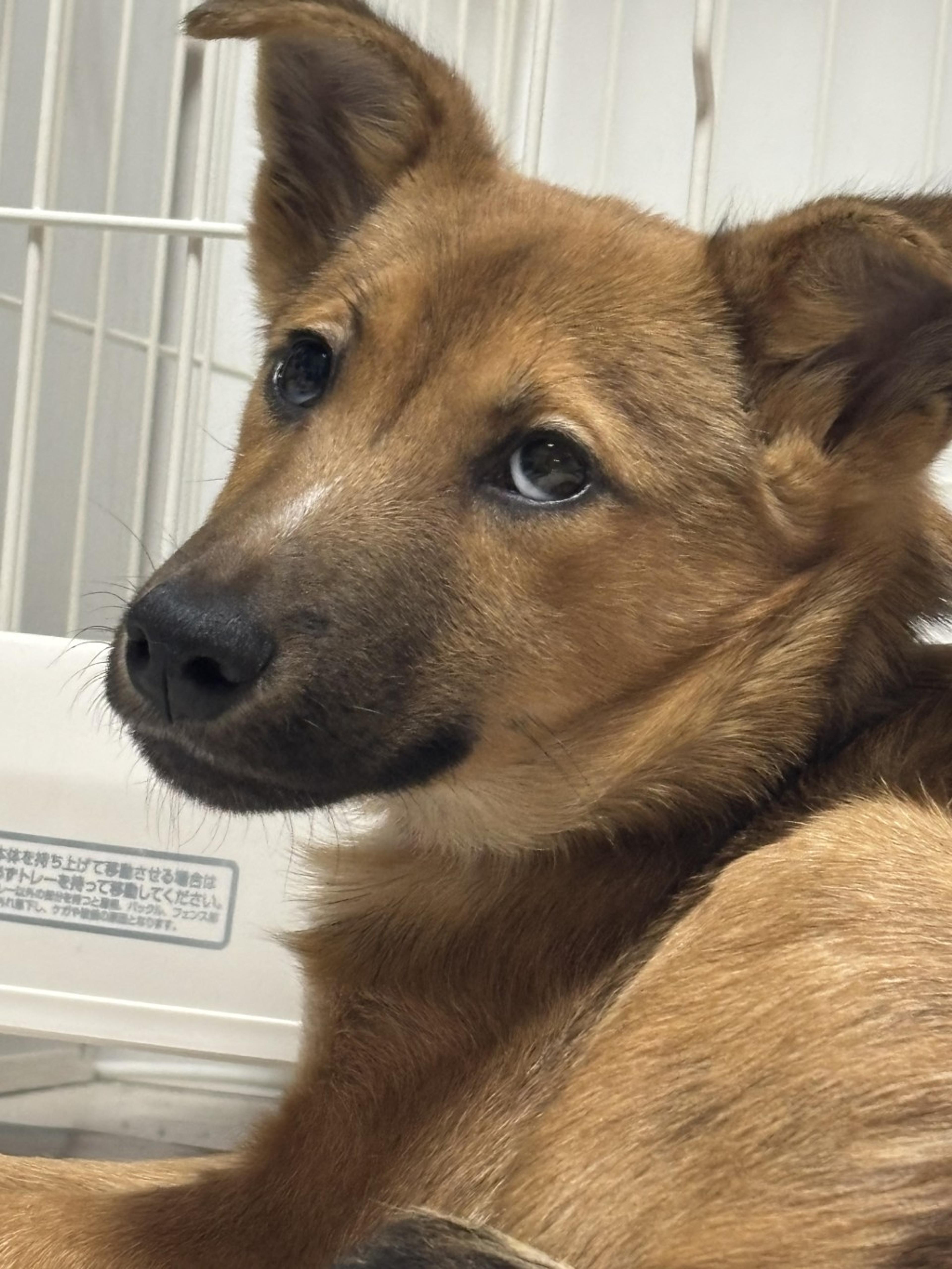 pet-image-2