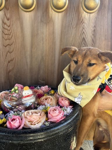 優しい子犬のルルくん　
