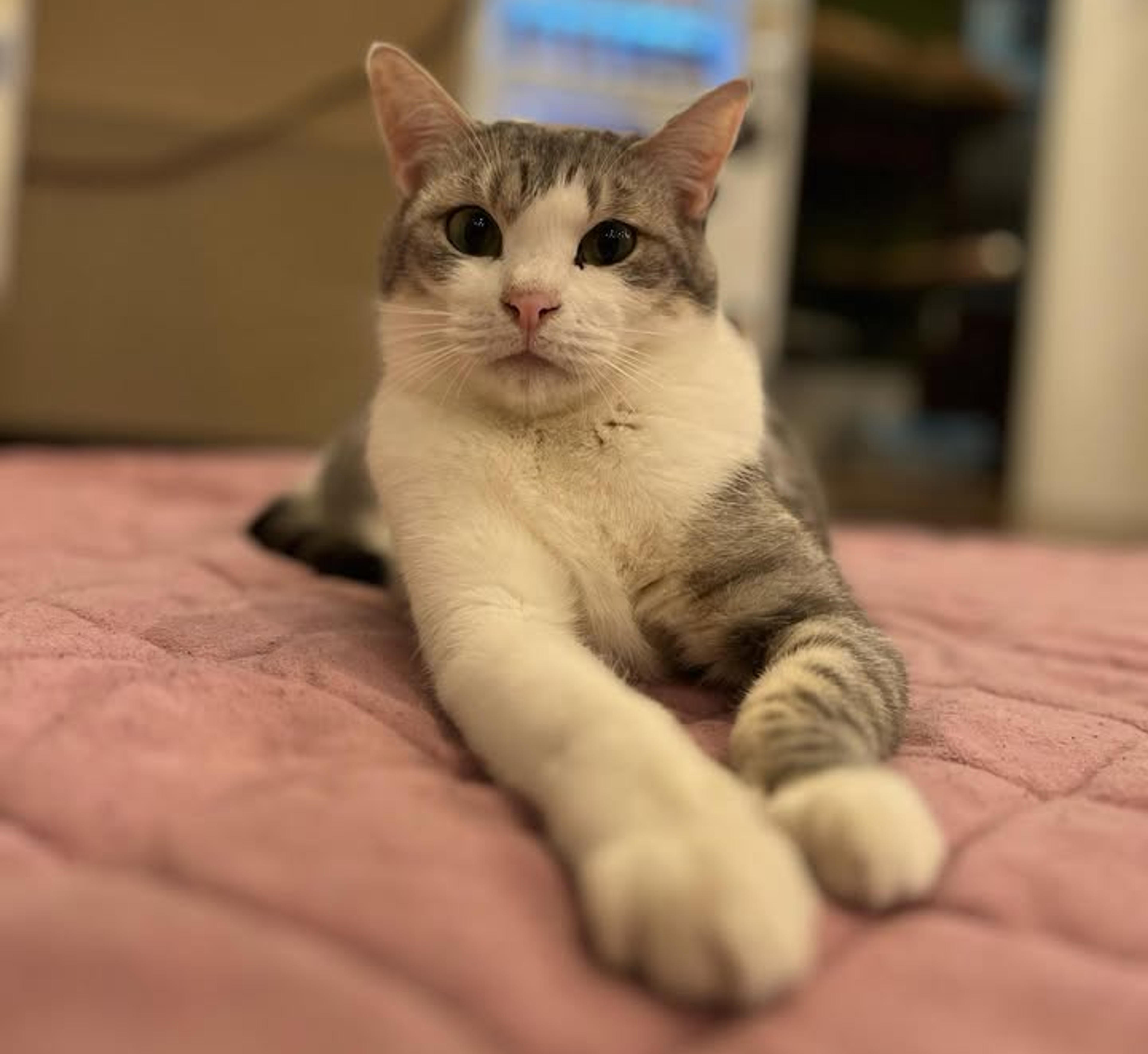 pet-image-2