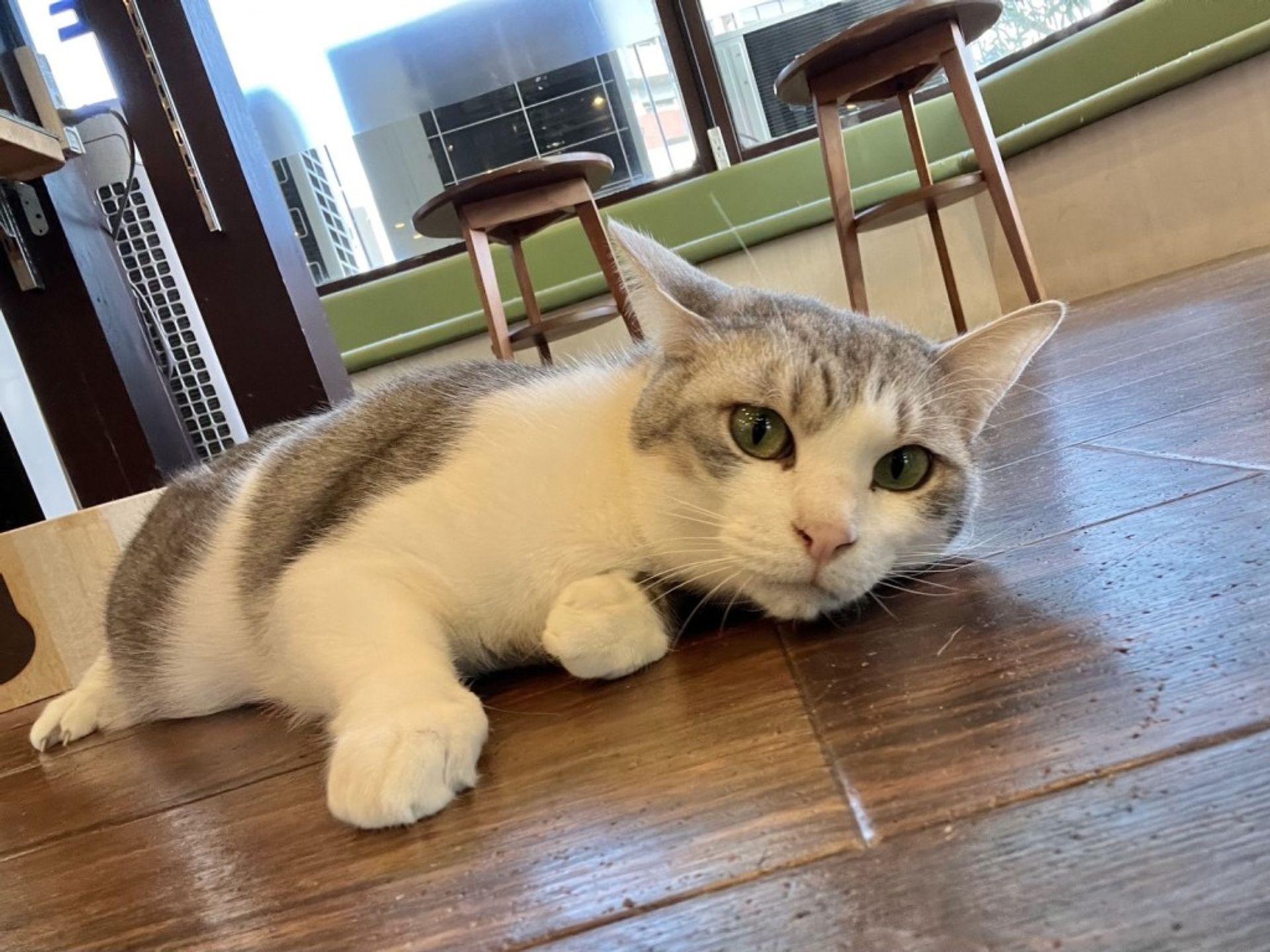 雑種（ミックス猫）・オスの里親募集の写真