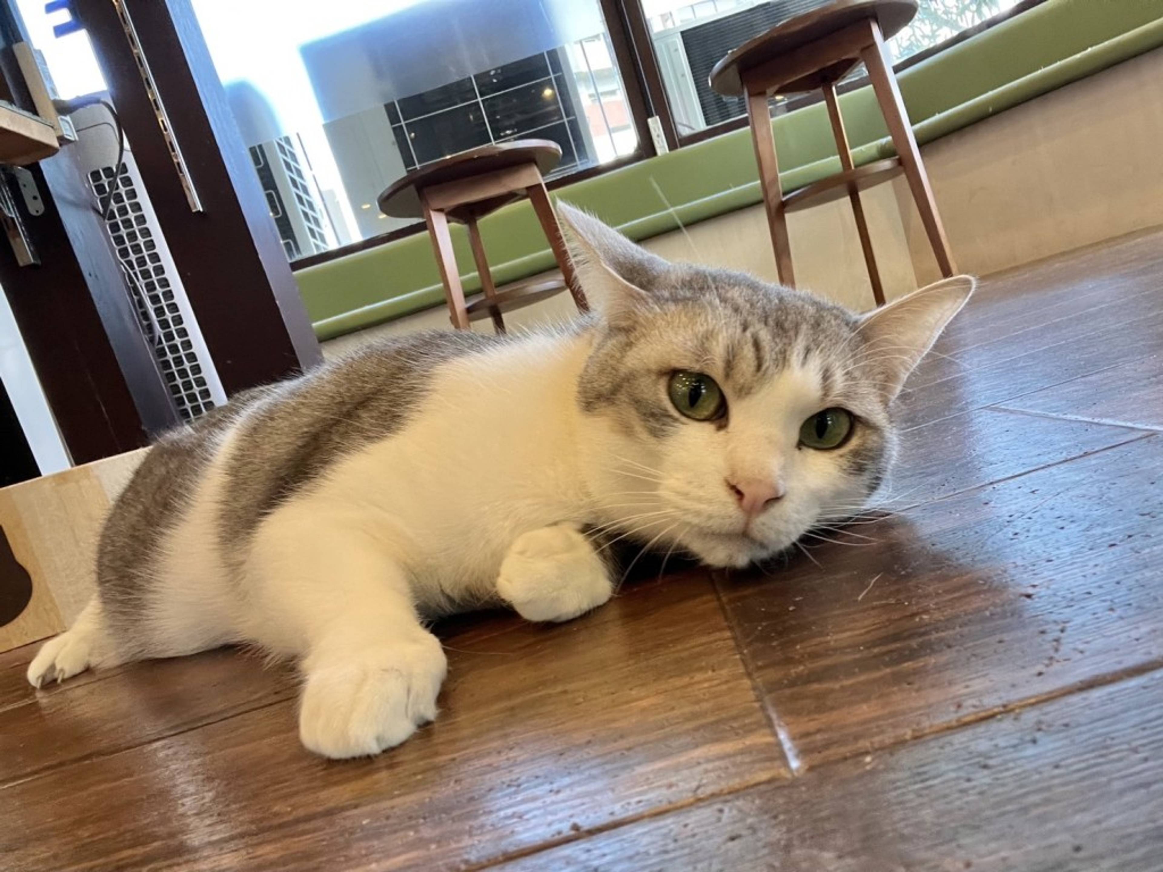 雑種（ミックス猫）・オスの里親募集の写真
