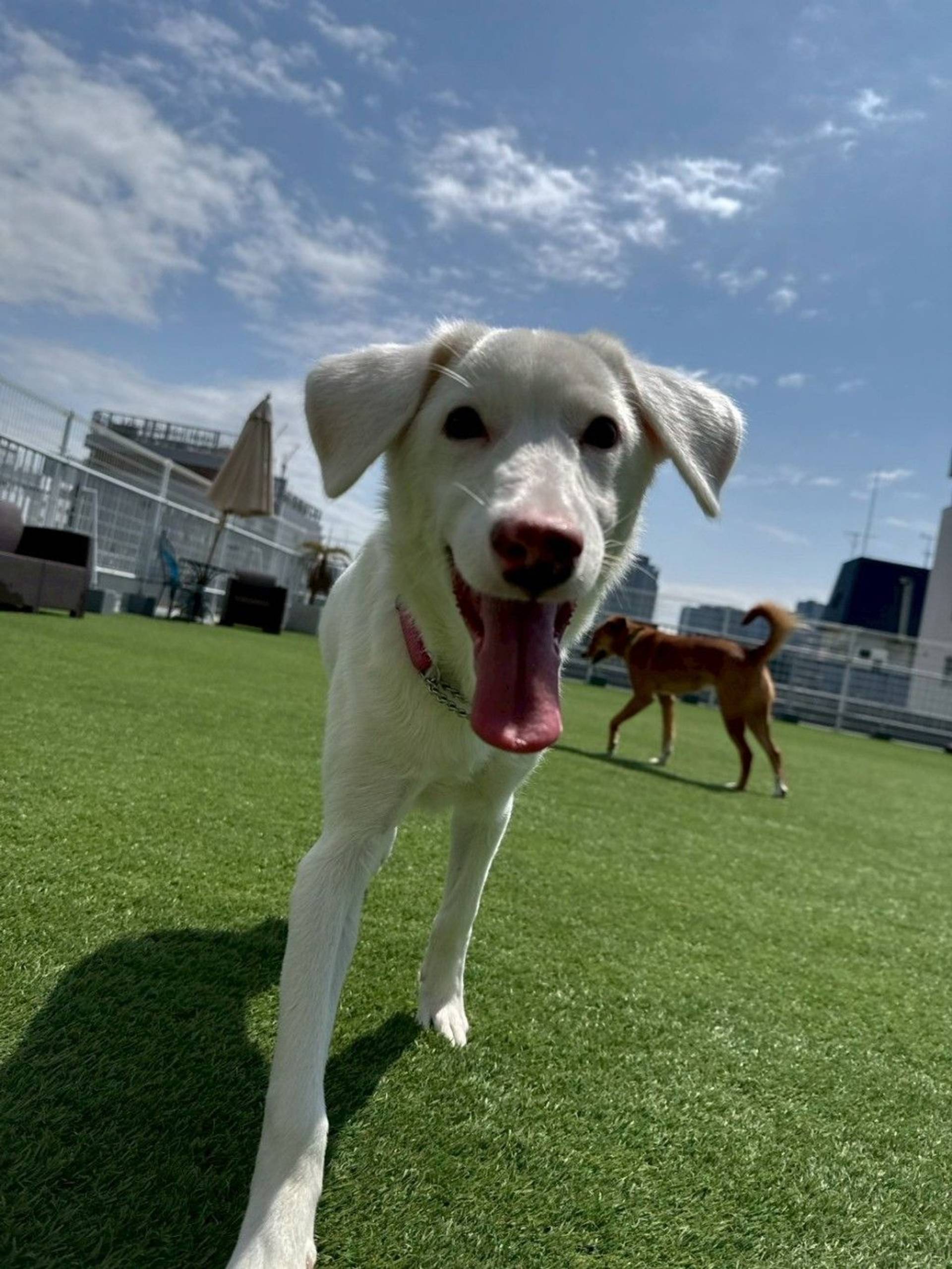 雑種（ミックス犬）・オスの里親募集の写真