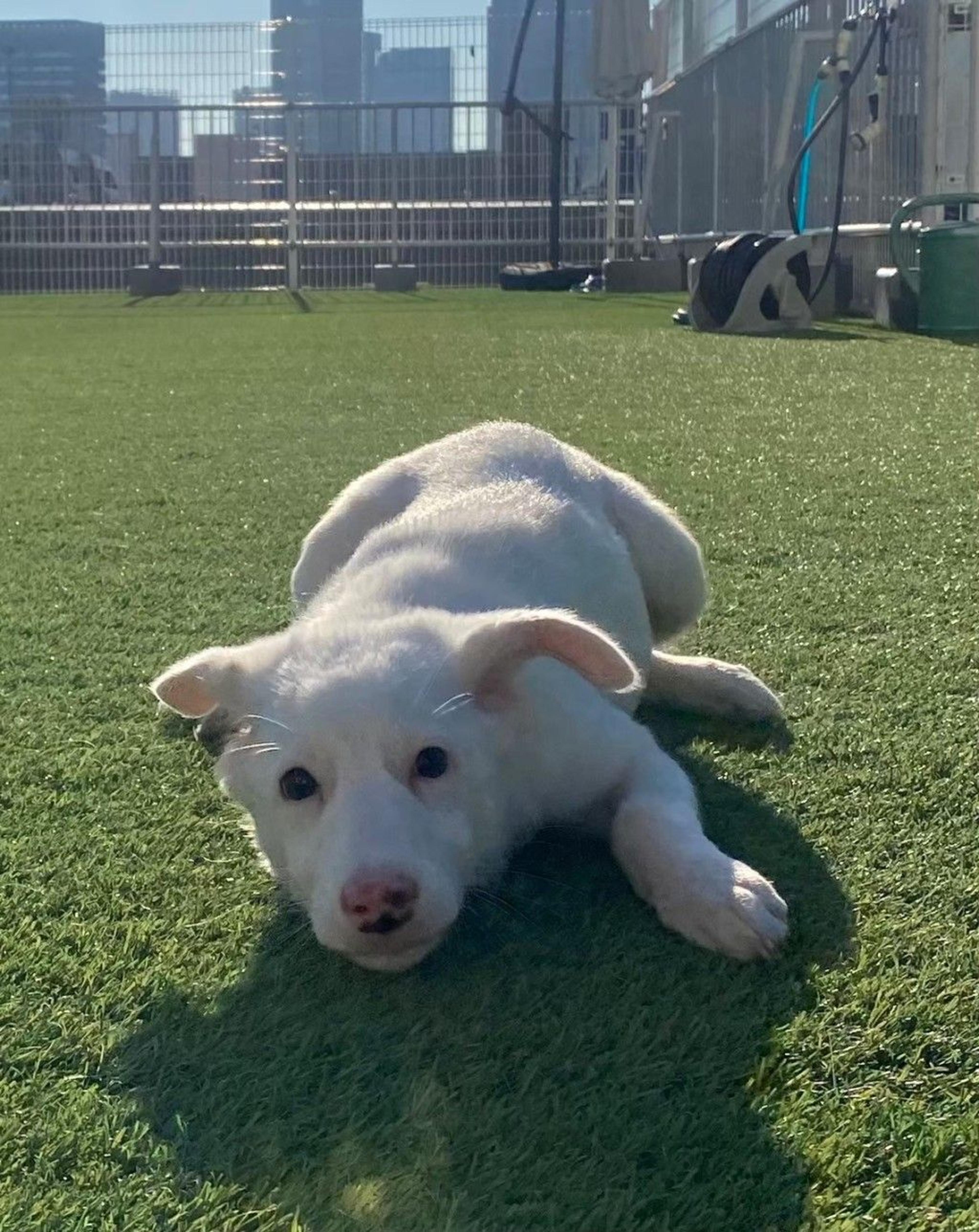 pet-image-2