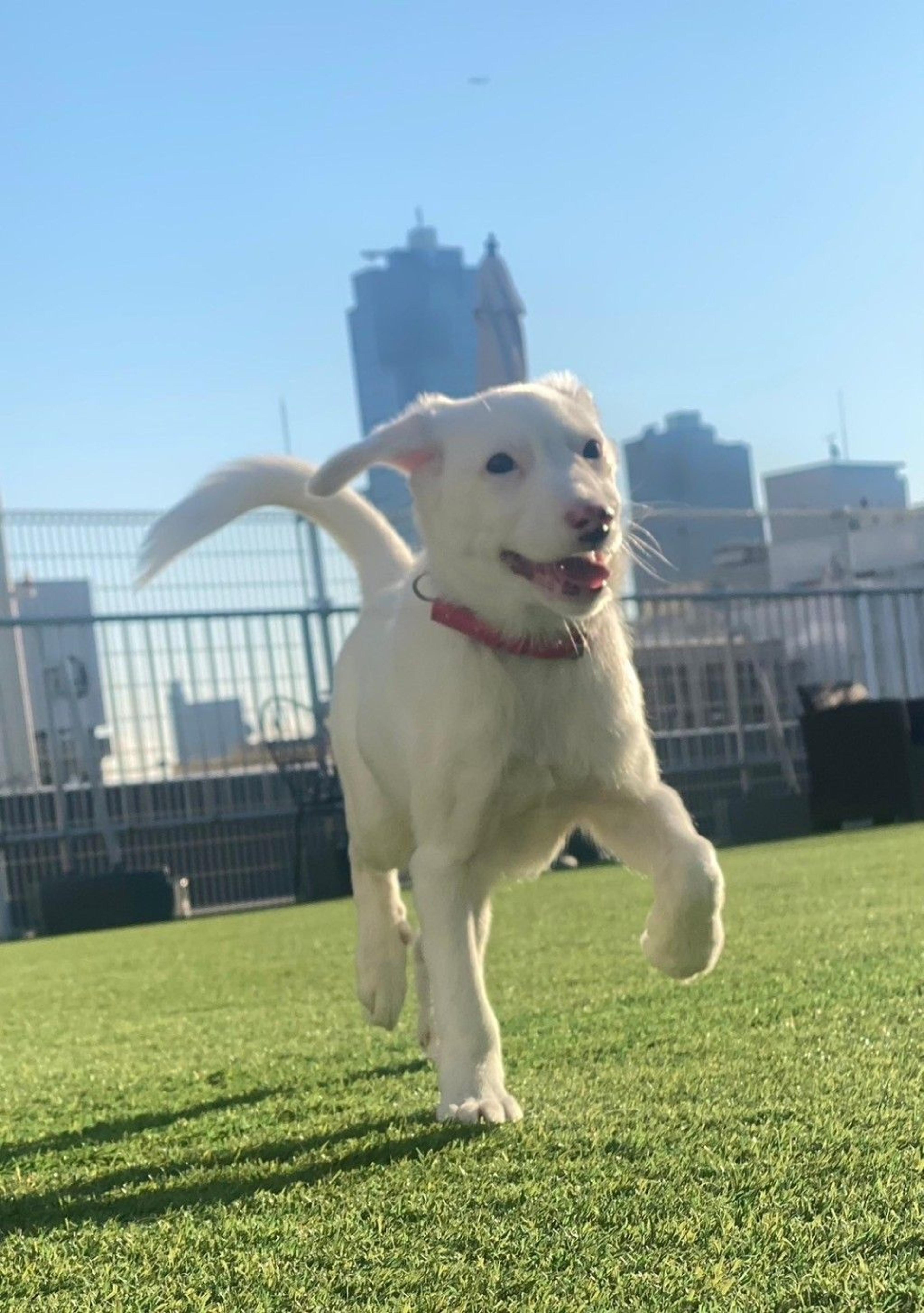 pet-image-3