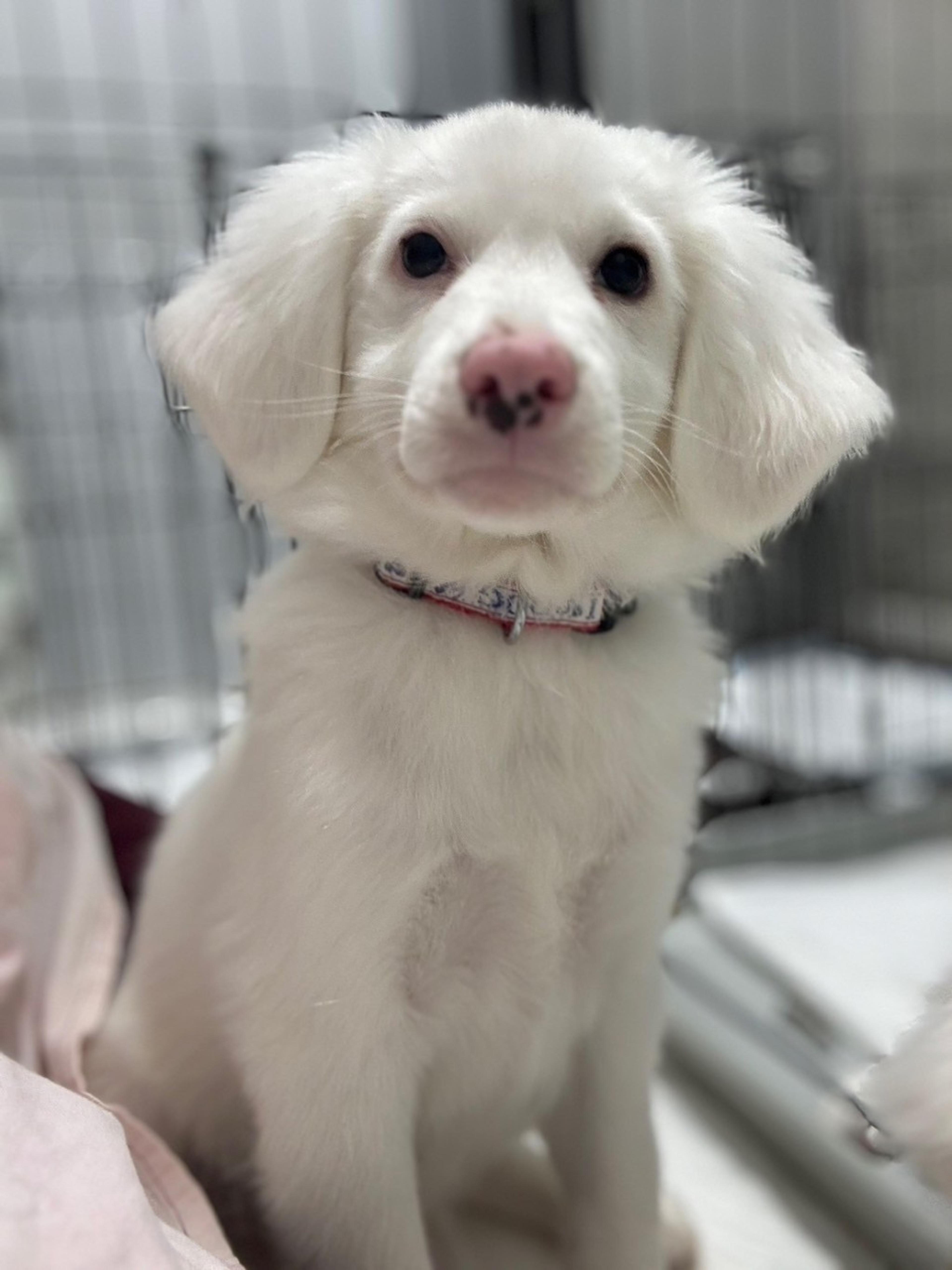 pet-image-3