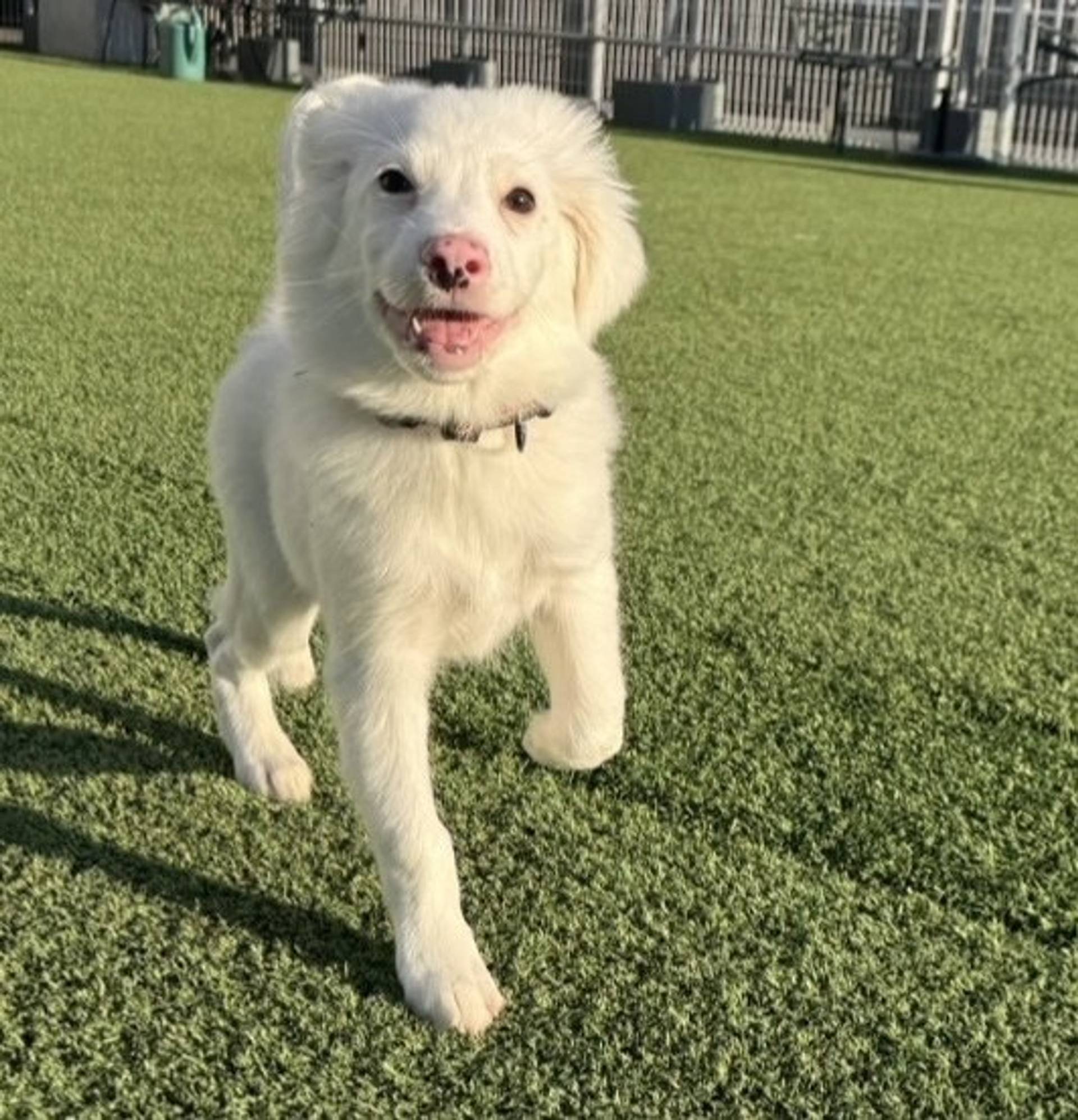 雑種（ミックス犬）・オスの里親募集の写真