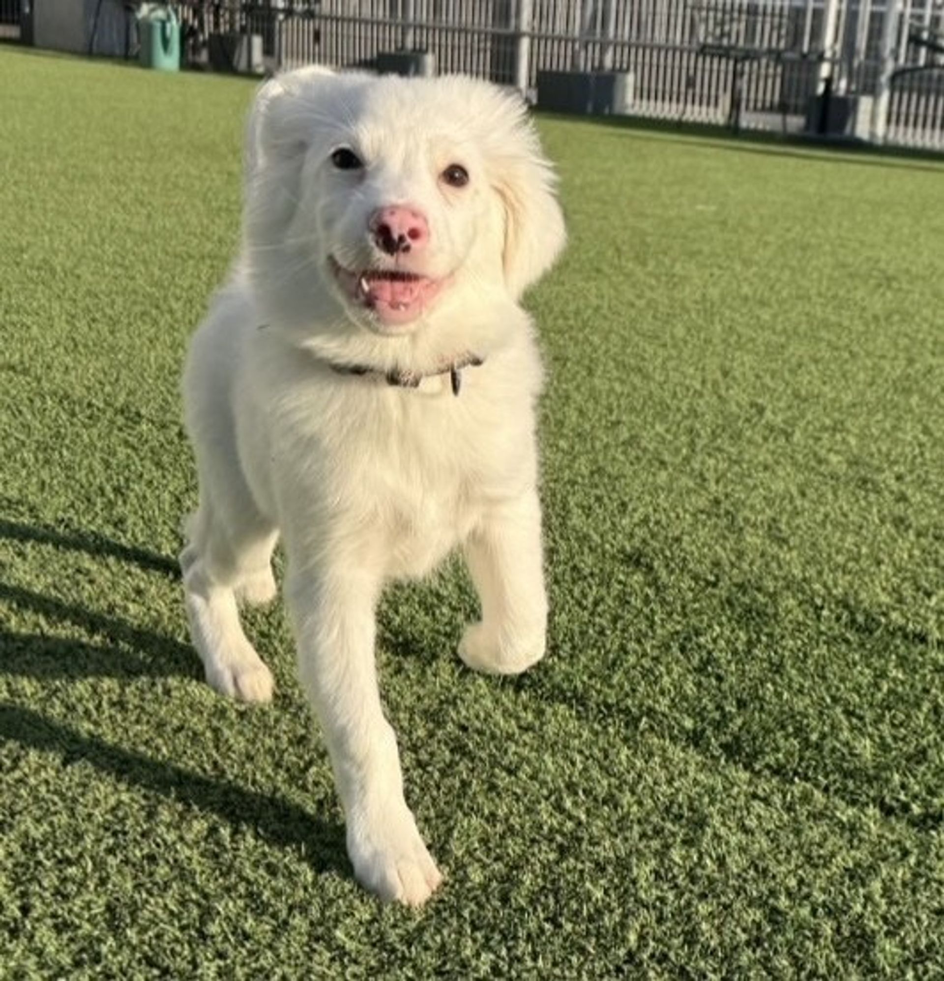 雑種（ミックス犬）・オスの里親募集の写真