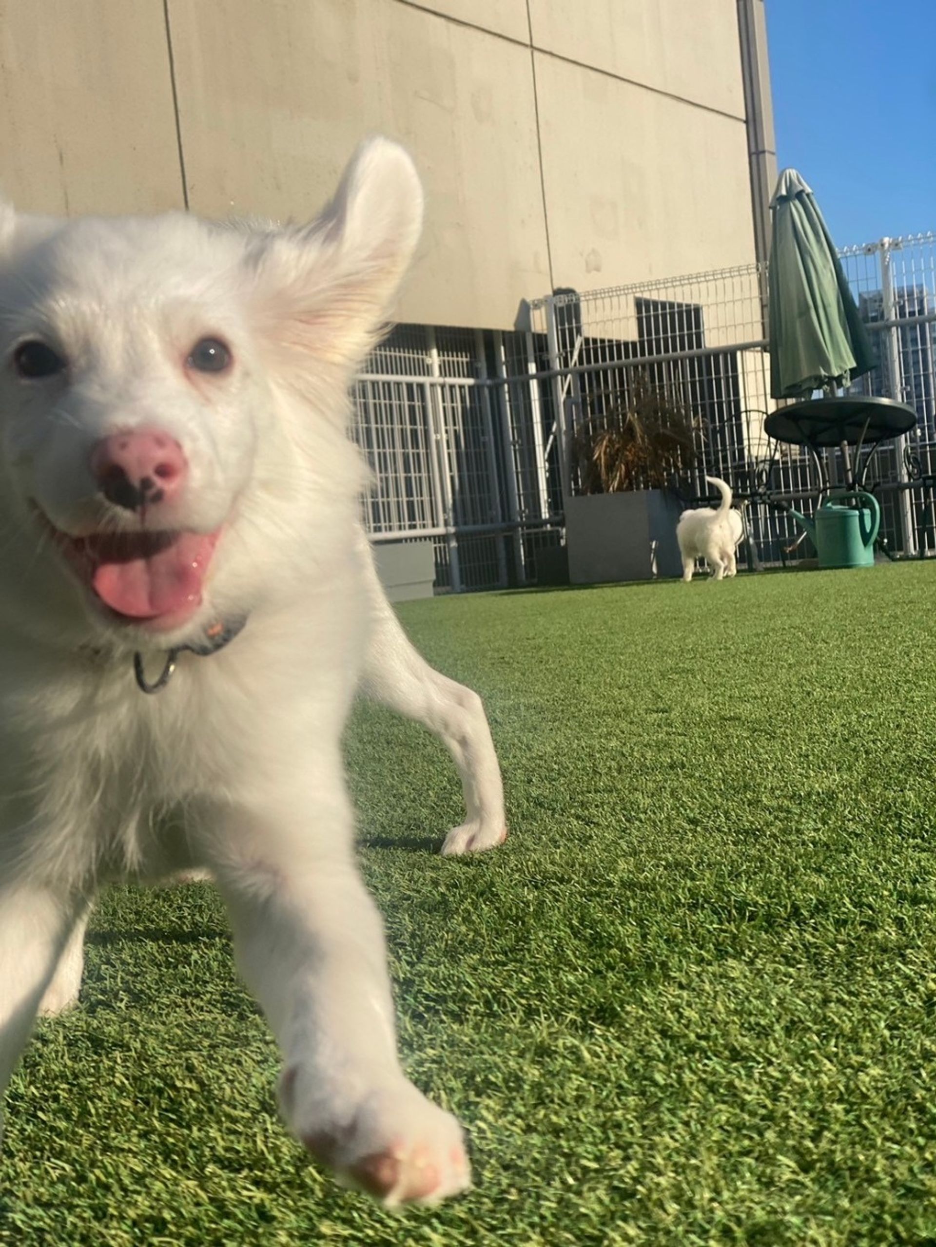 雑種（ミックス犬）・オスの里親募集の写真