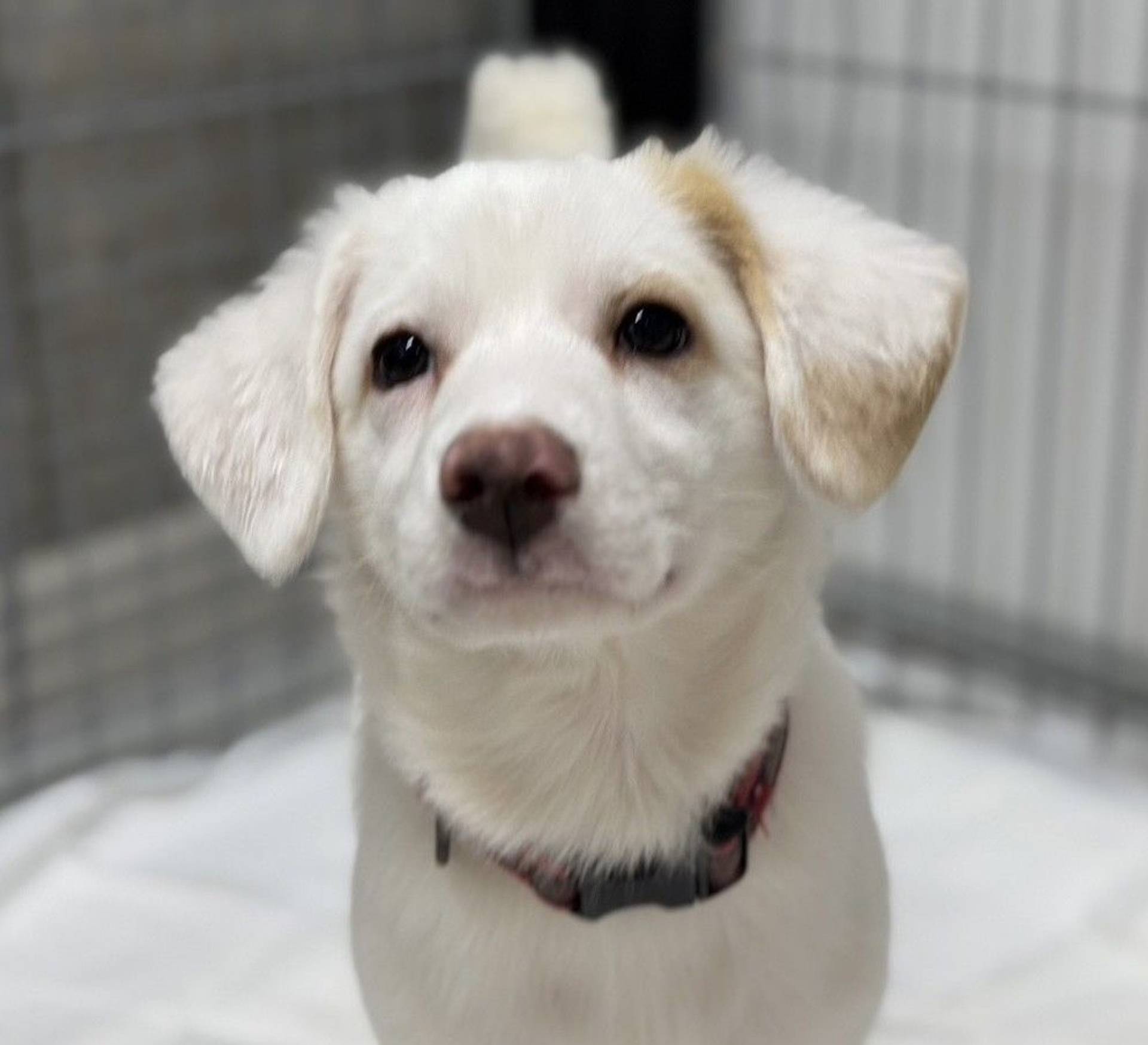雑種（ミックス犬）・メスの里親募集の写真