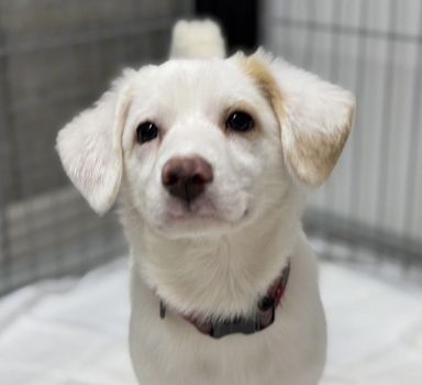 雑種（ミックス犬）・メスの里親募集の写真