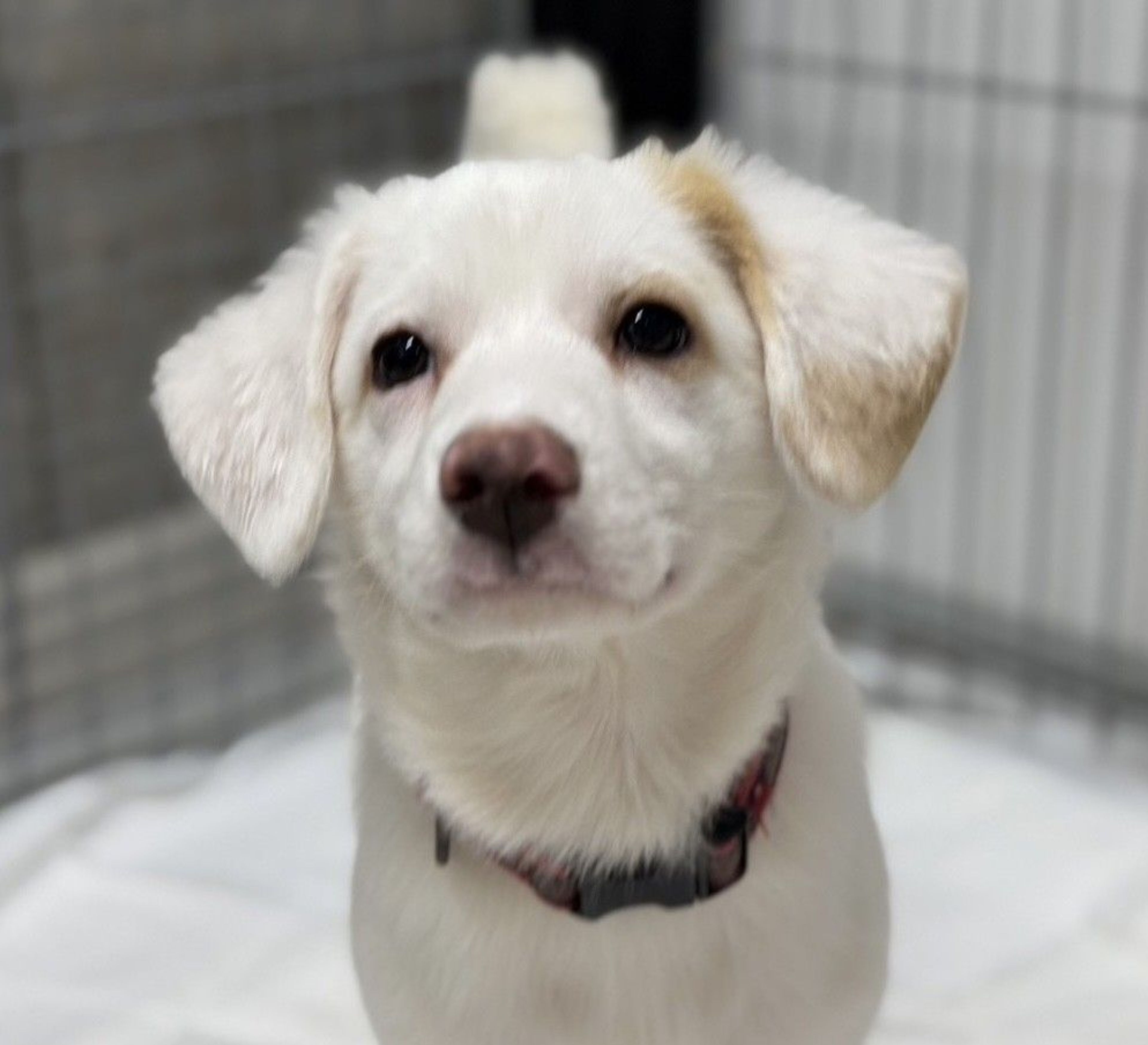 雑種（ミックス犬）・メスの里親募集の写真