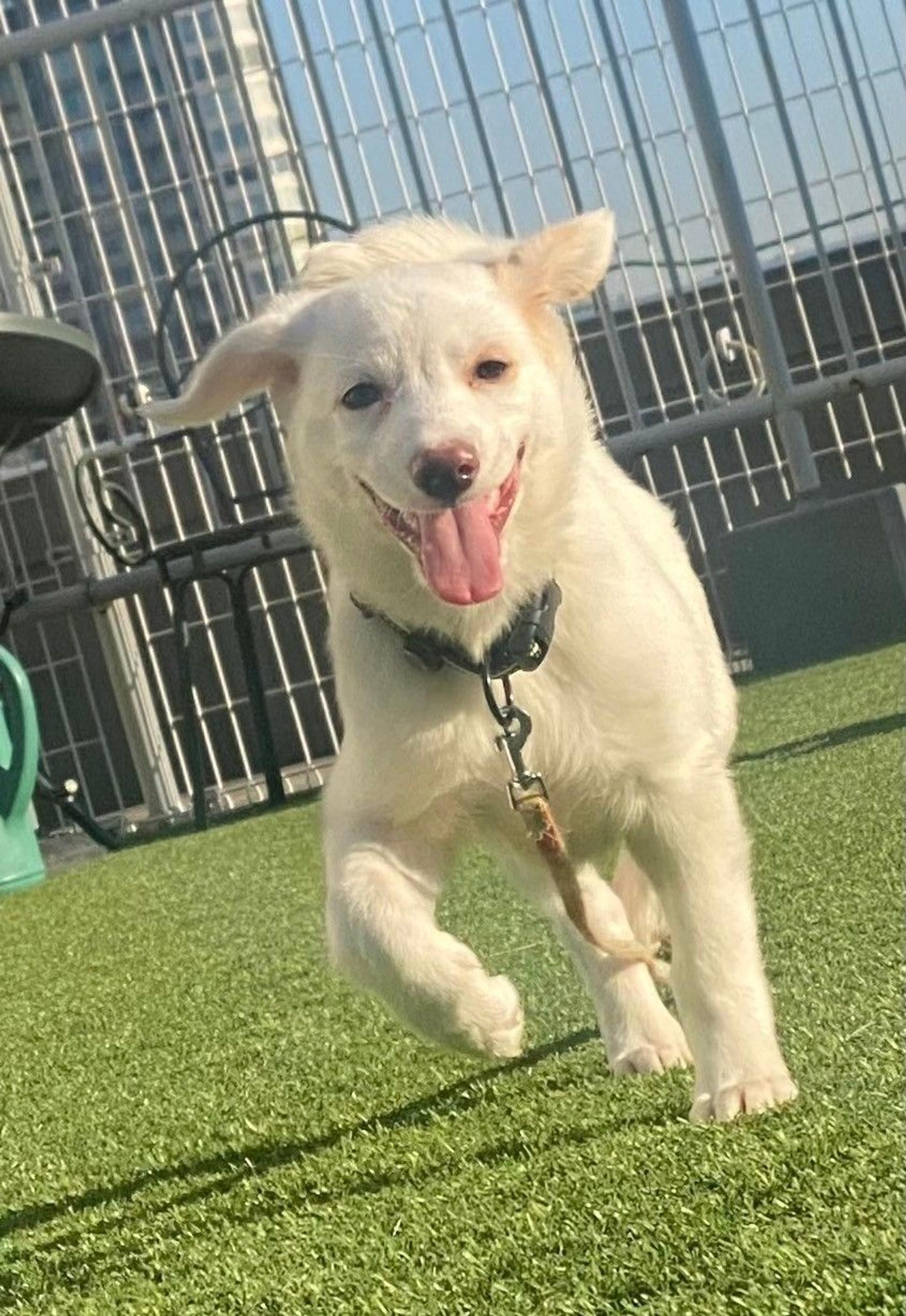 pet-image-2