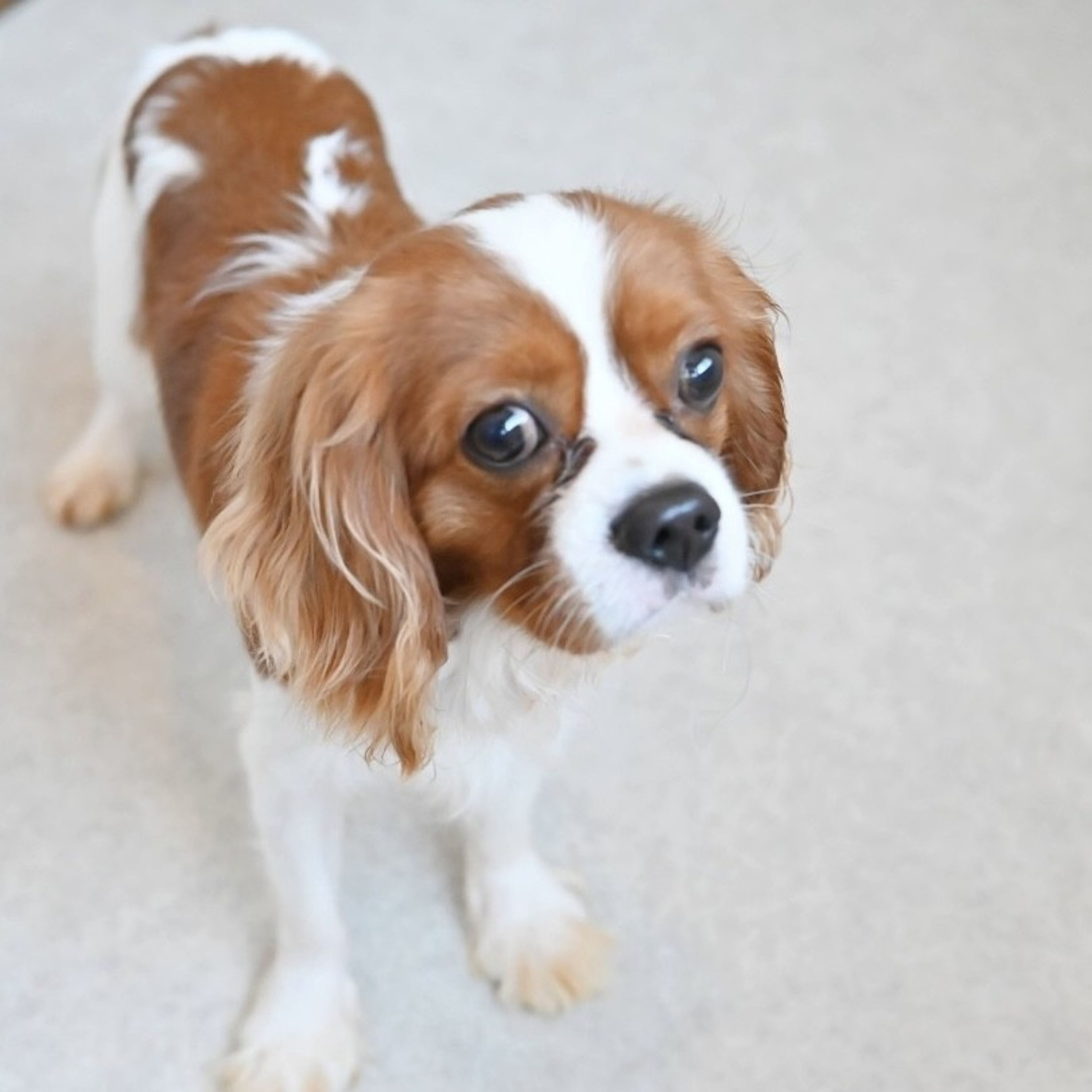 pet-image-5