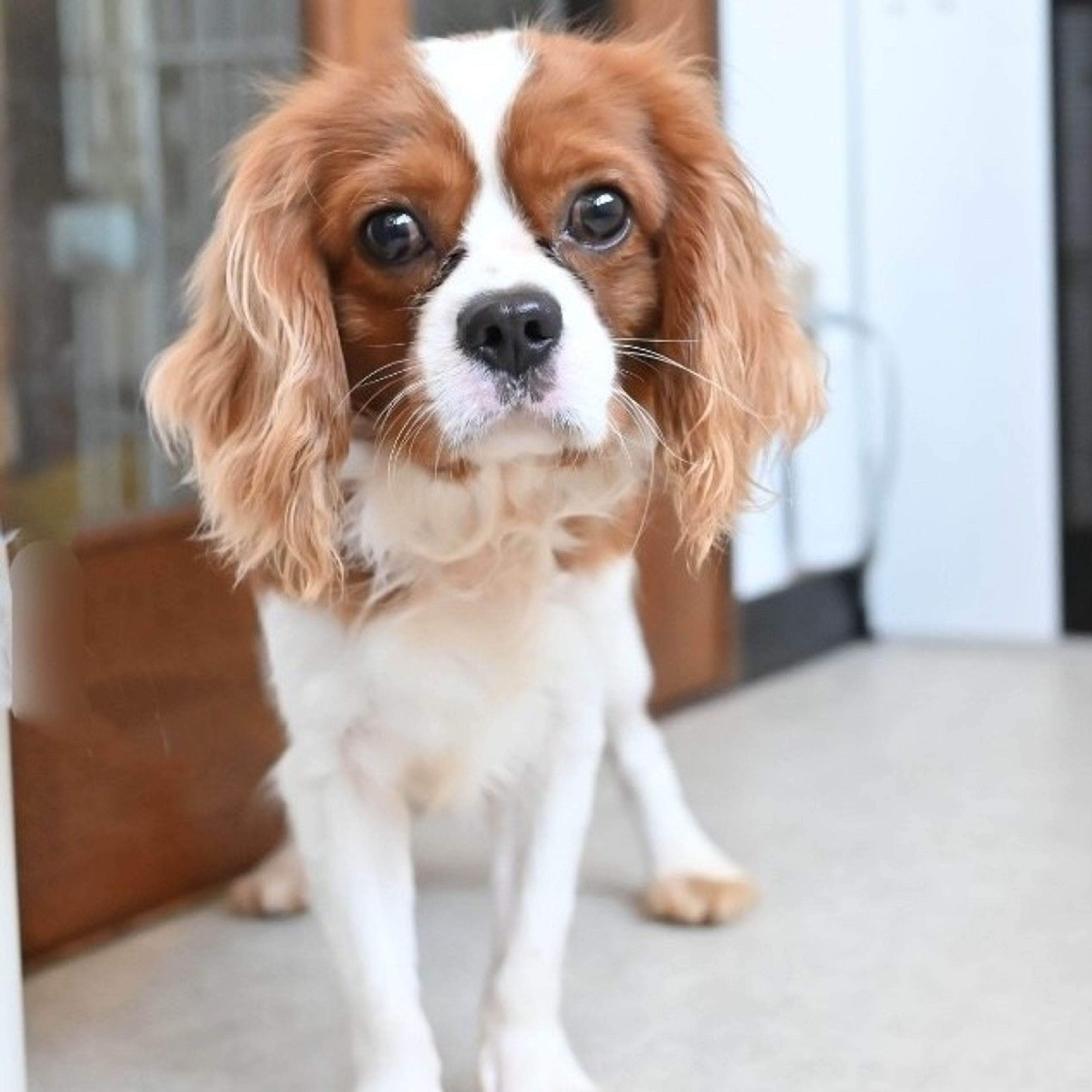 pet-image-6
