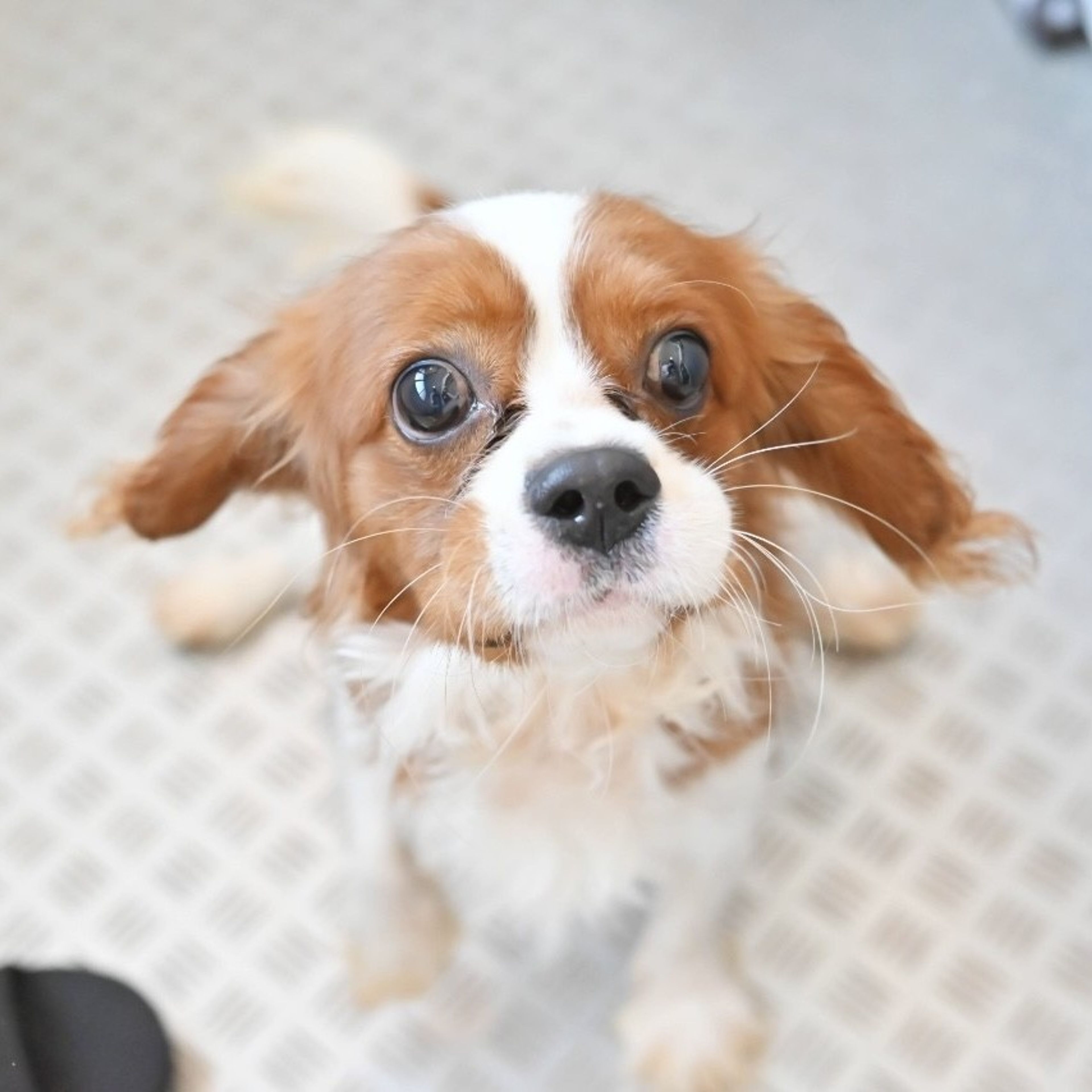 pet-image-7