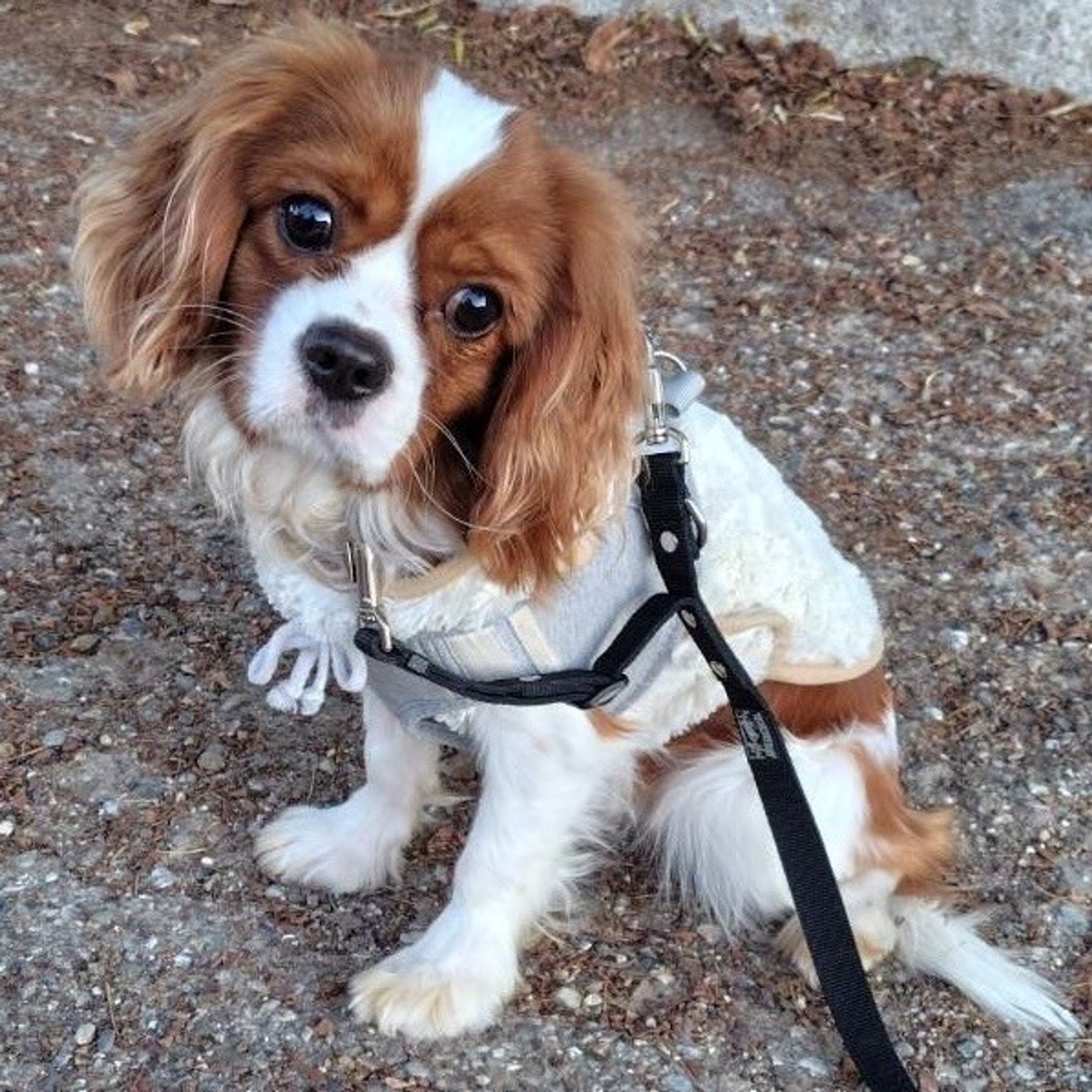 pet-image-2