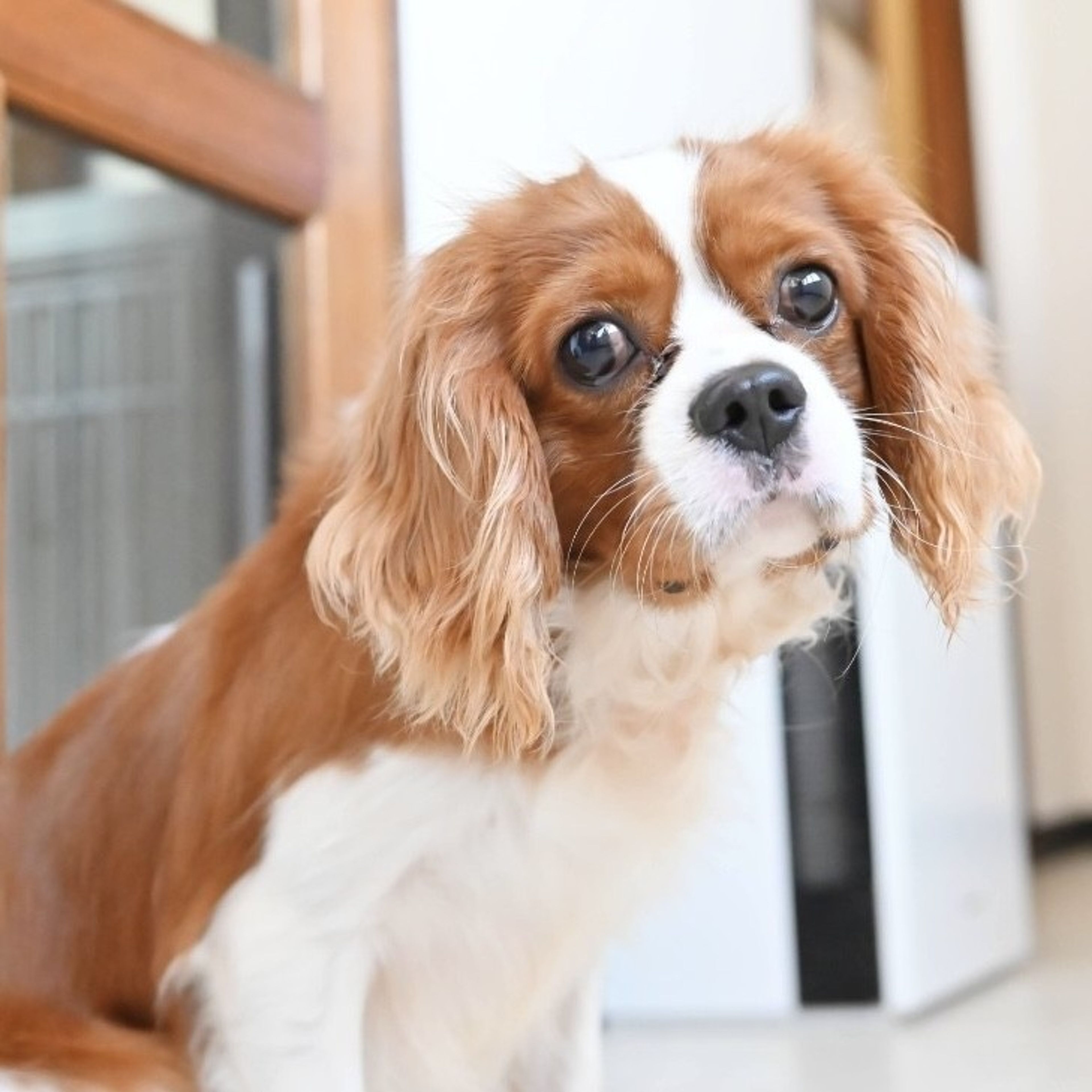 pet-image-4