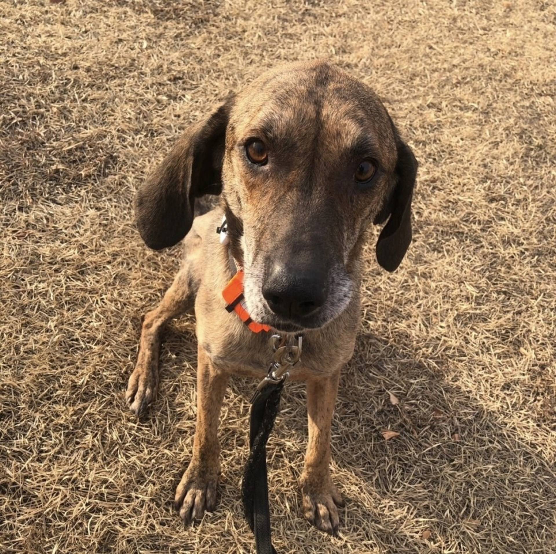 雑種（ミックス犬）・オスの里親募集の写真