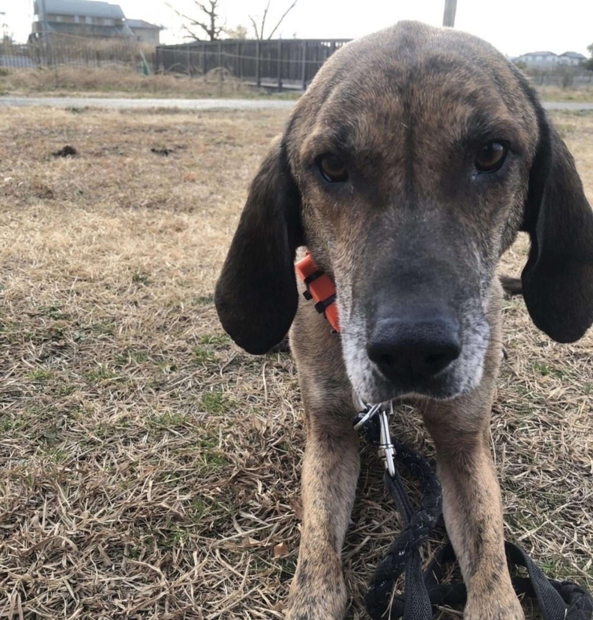 pet-image-9