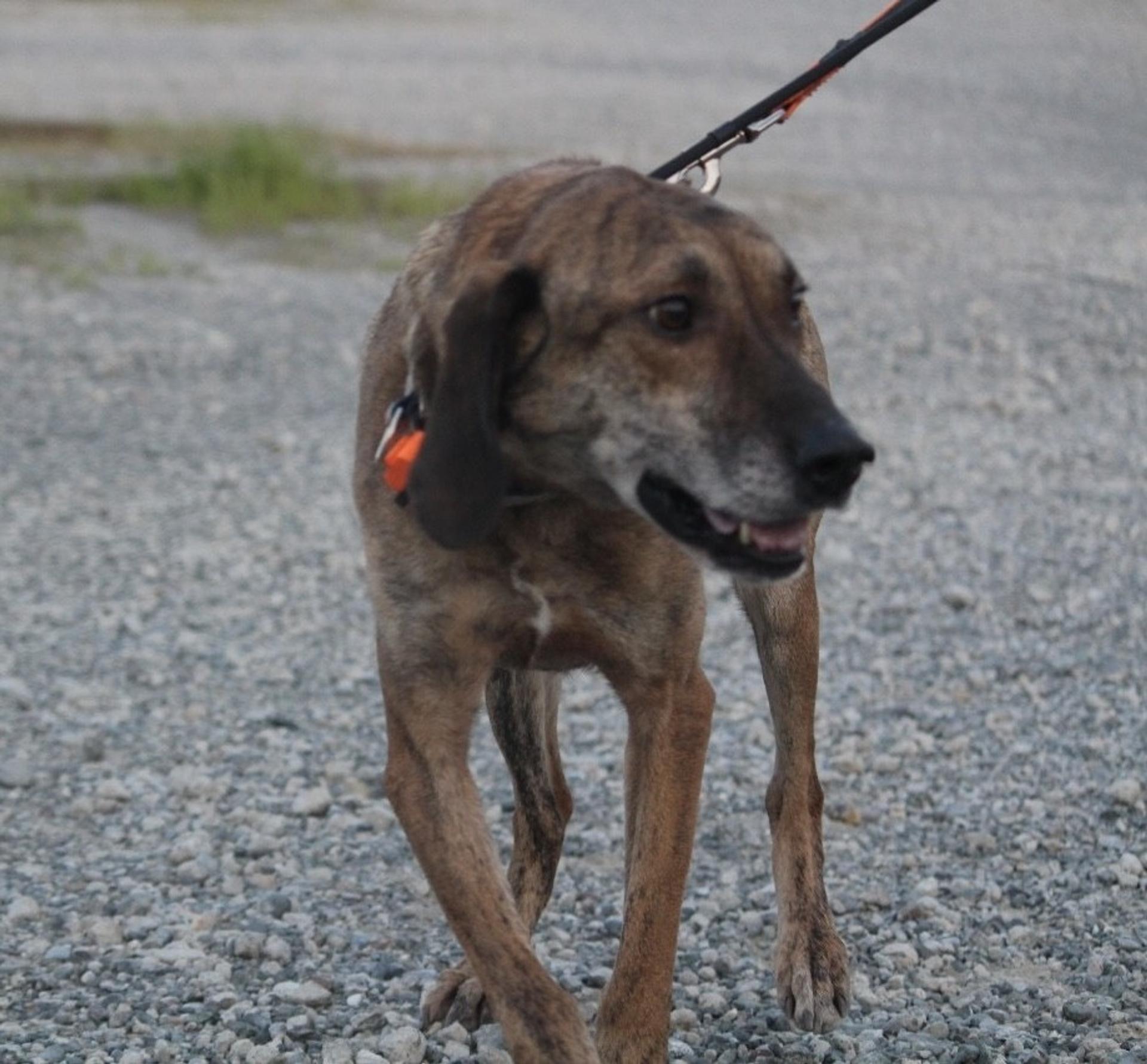 pet-image-10