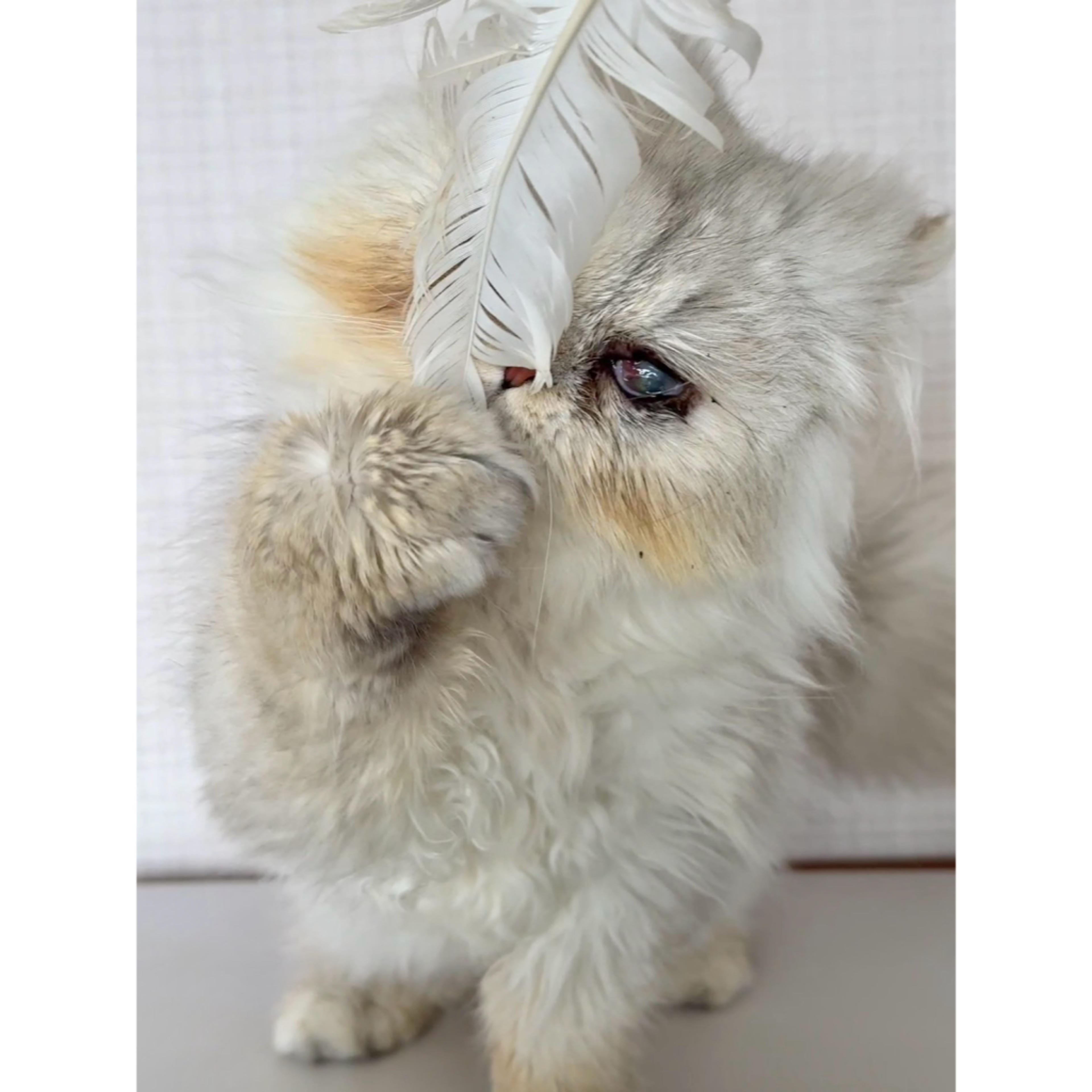 pet-image-6