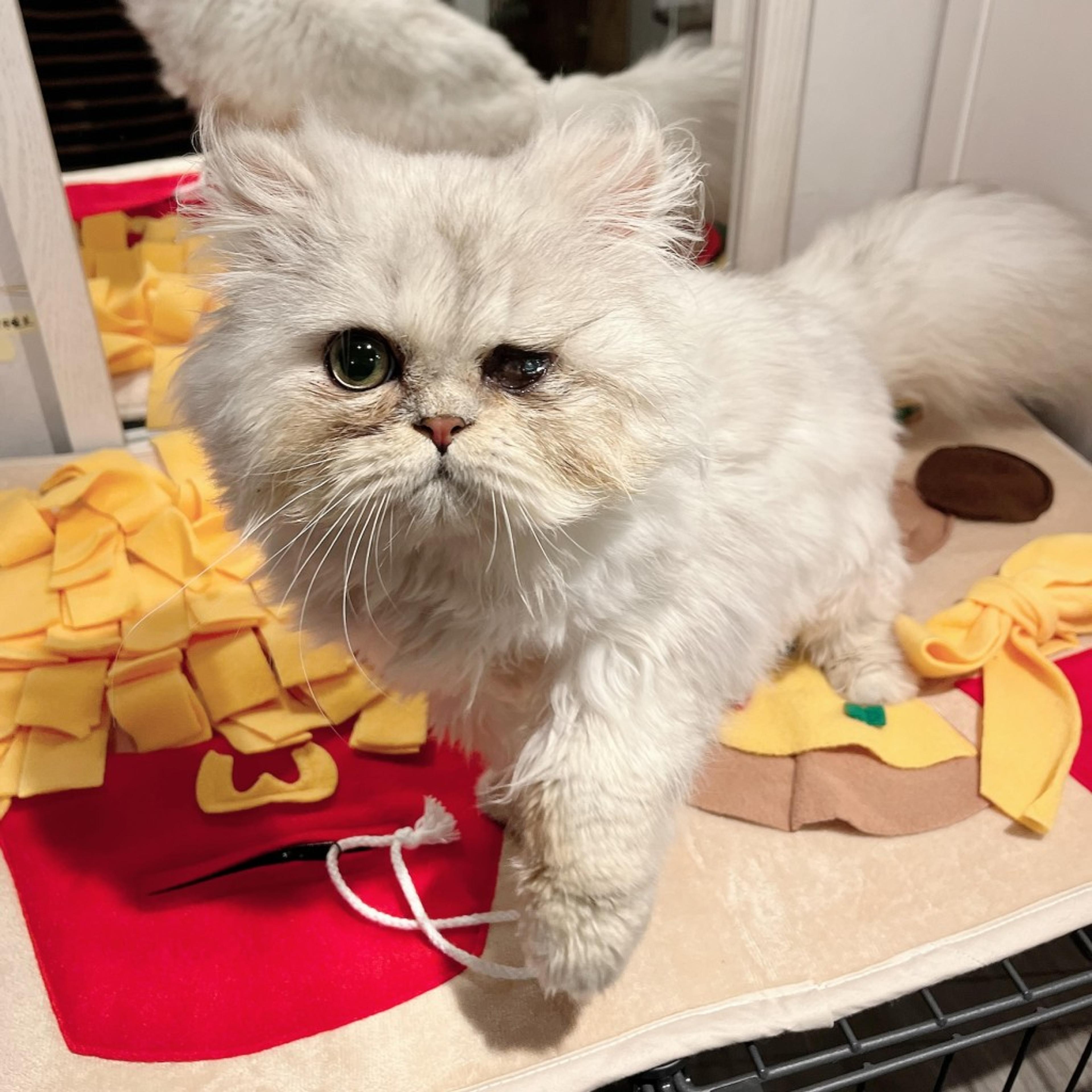 pet-image-3