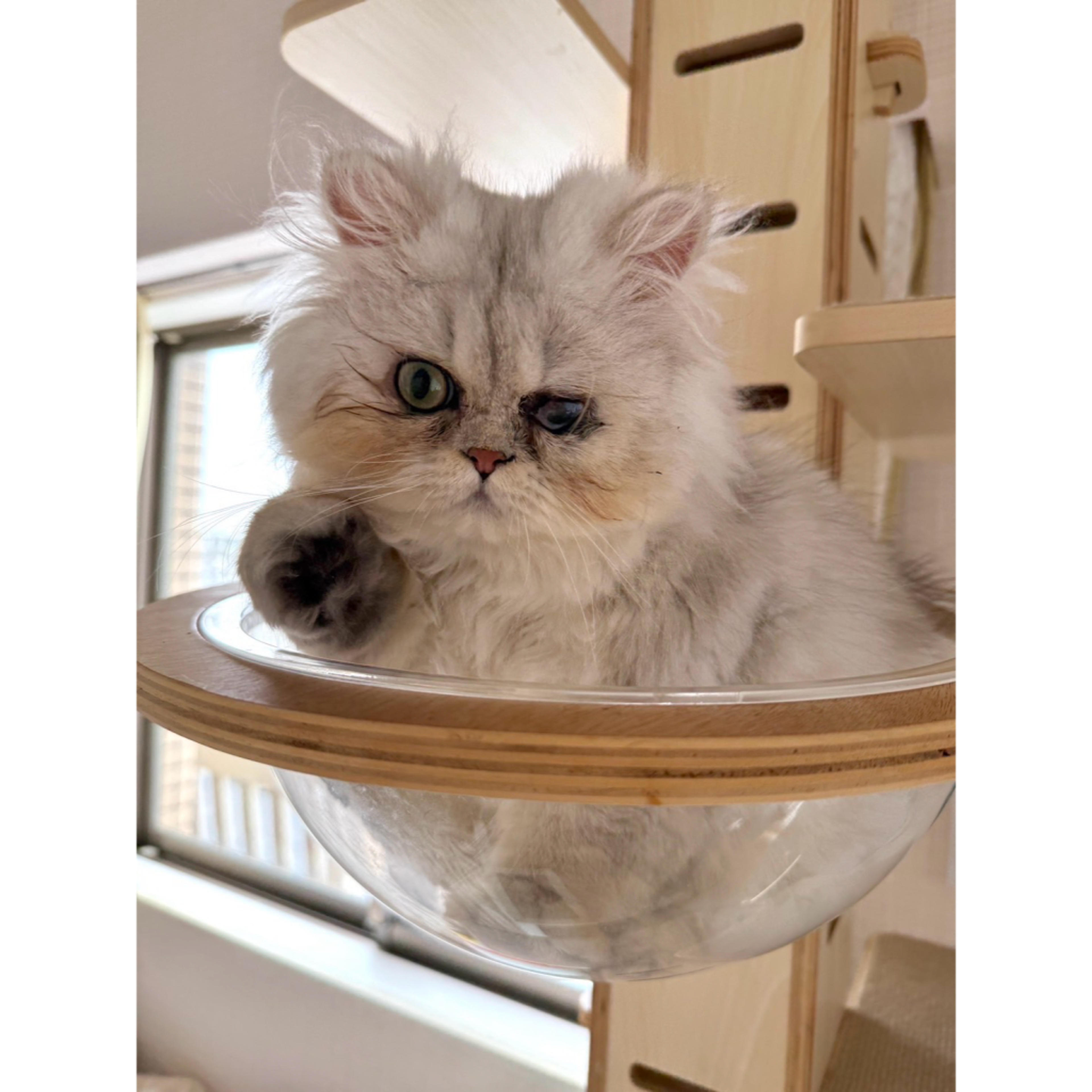 pet-image-7