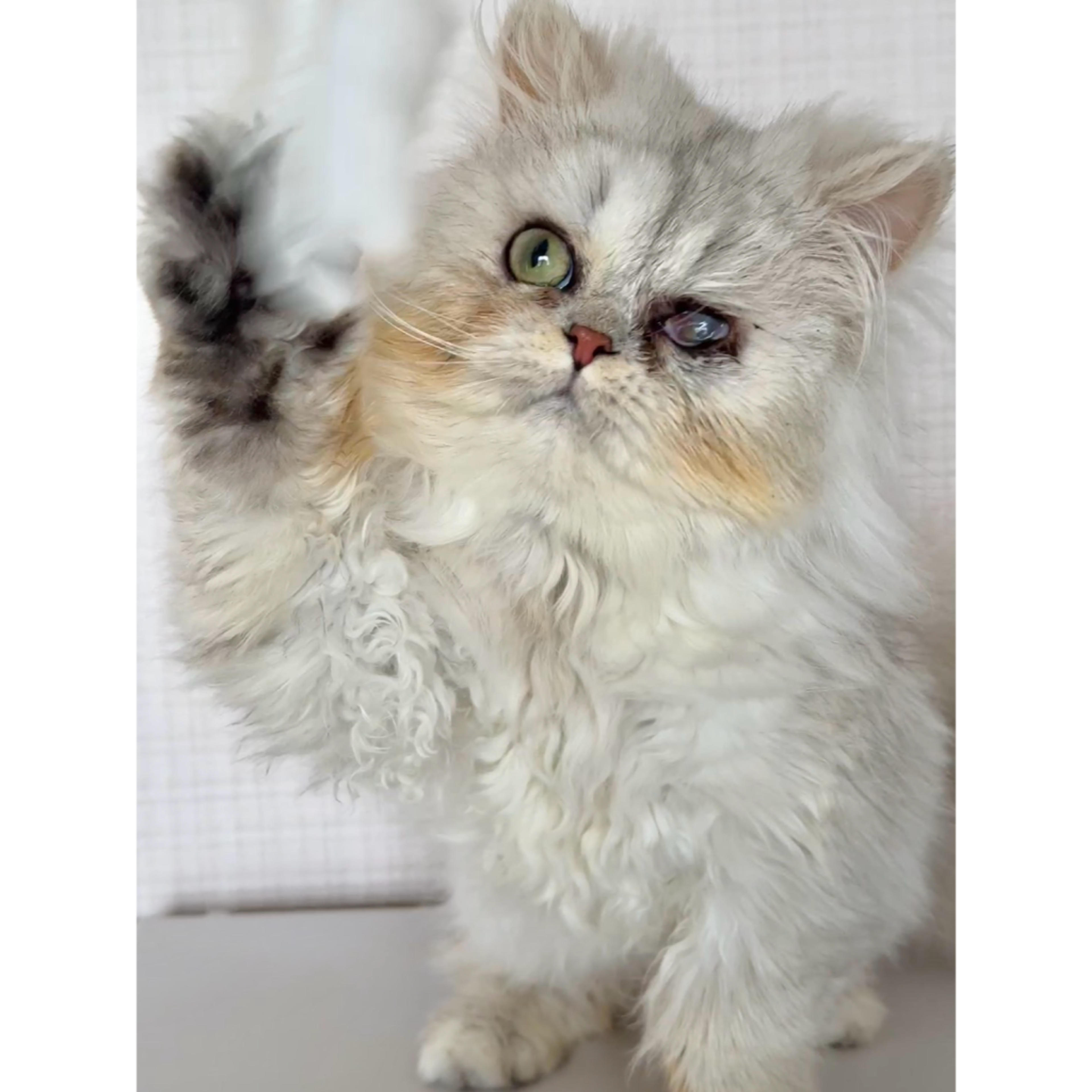 pet-image-5