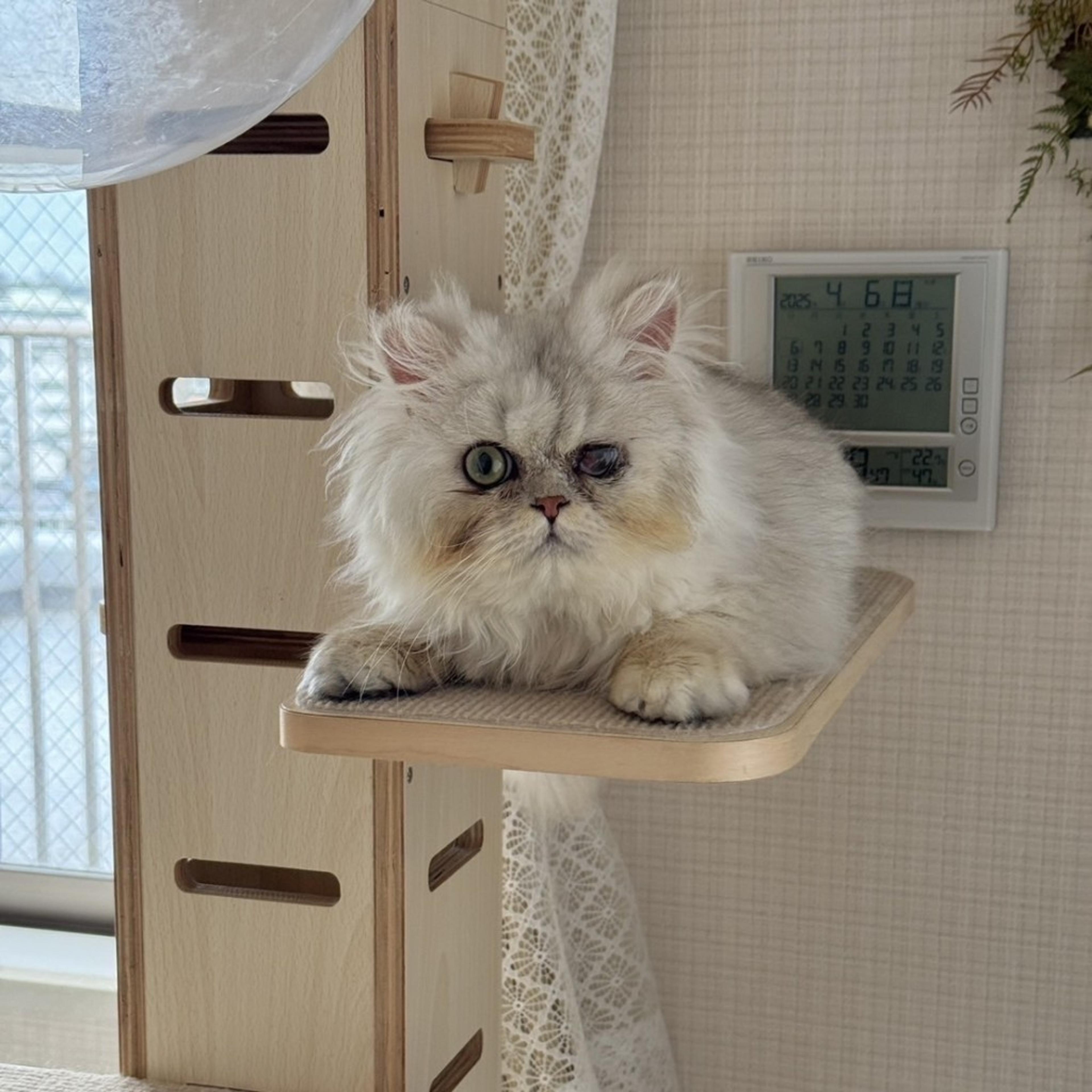 pet-image-8